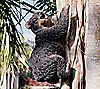 Design Toscano Yonva Climbing Black Bear Statue, 1 of 1