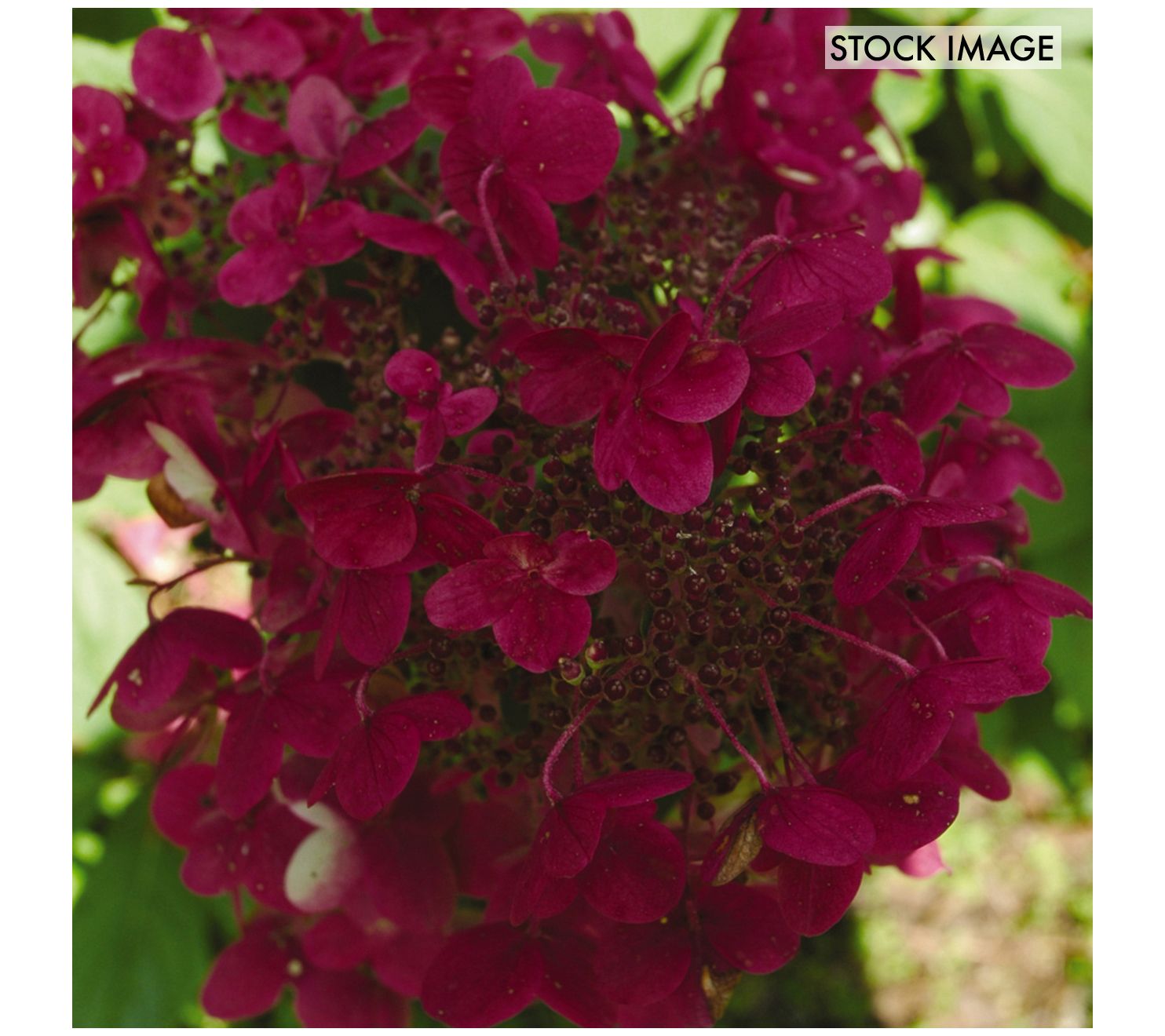 Vanzyverden Hydrangea Fire And Ice 4 Potted Rocketliners 3ct Qvc Com