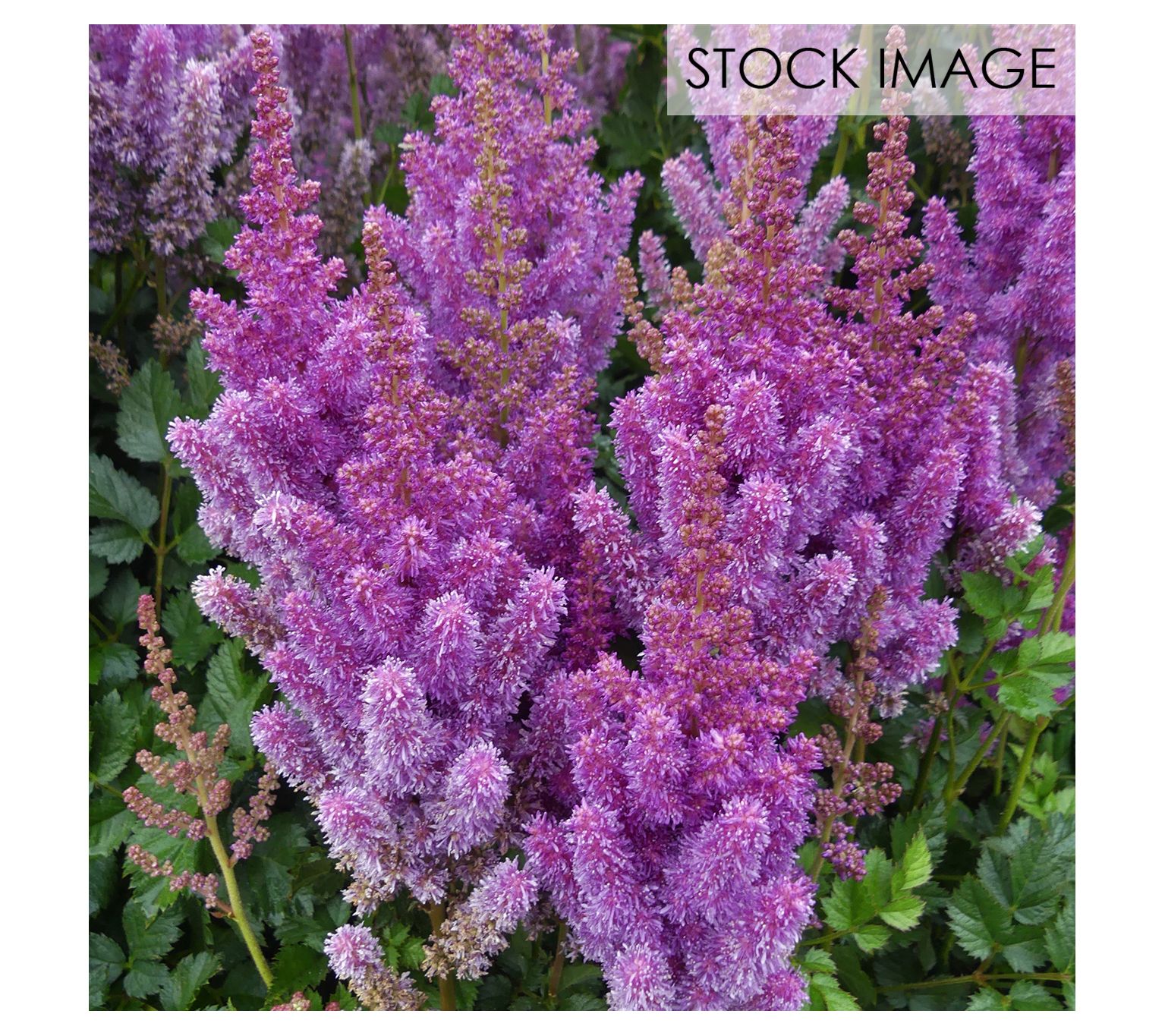 Van Zyverden Astilbe Black Pearls Set of 3 Roots