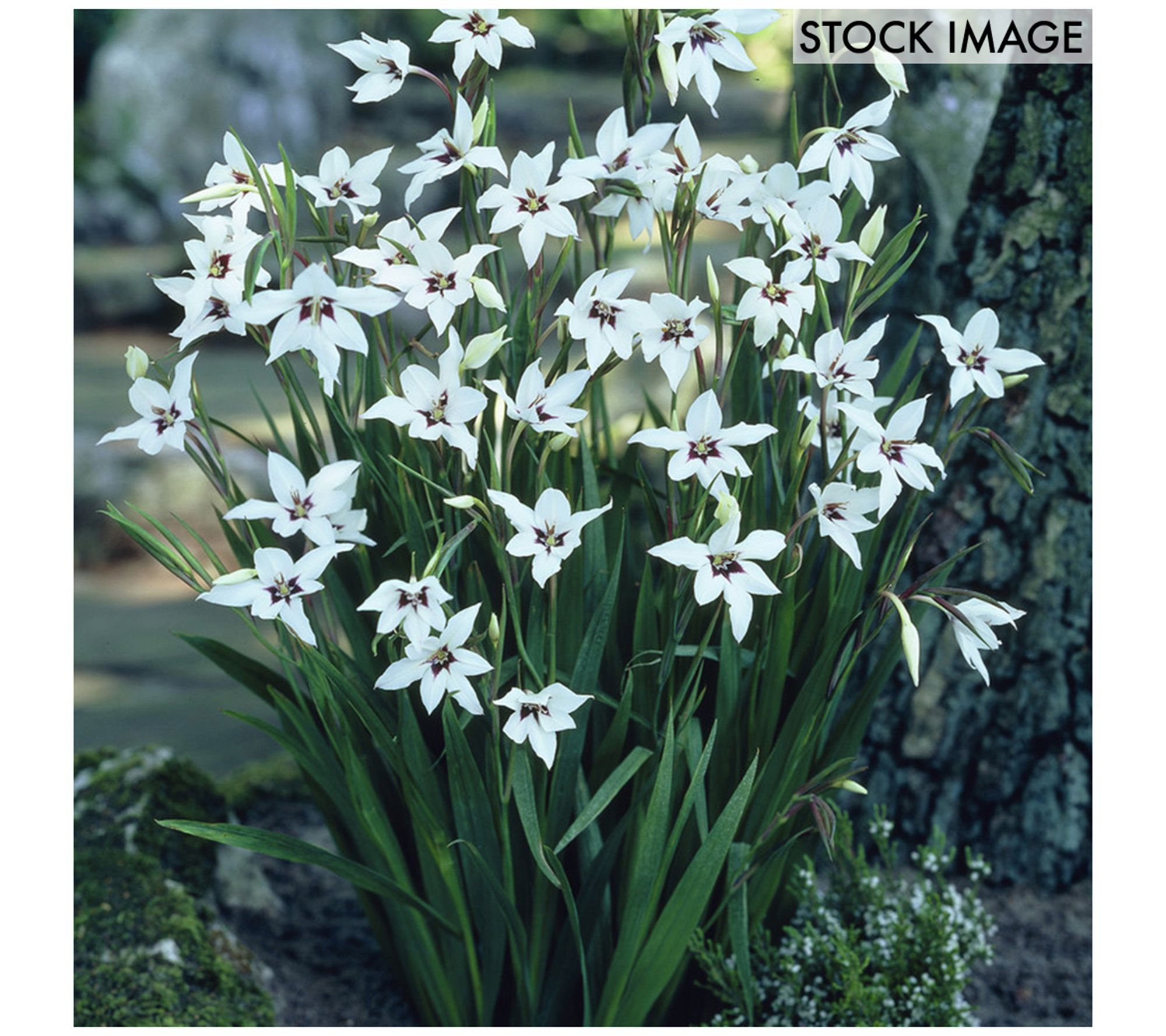 Van Zyverden Gladiolus Acidanthera Set of 12 Bulbs