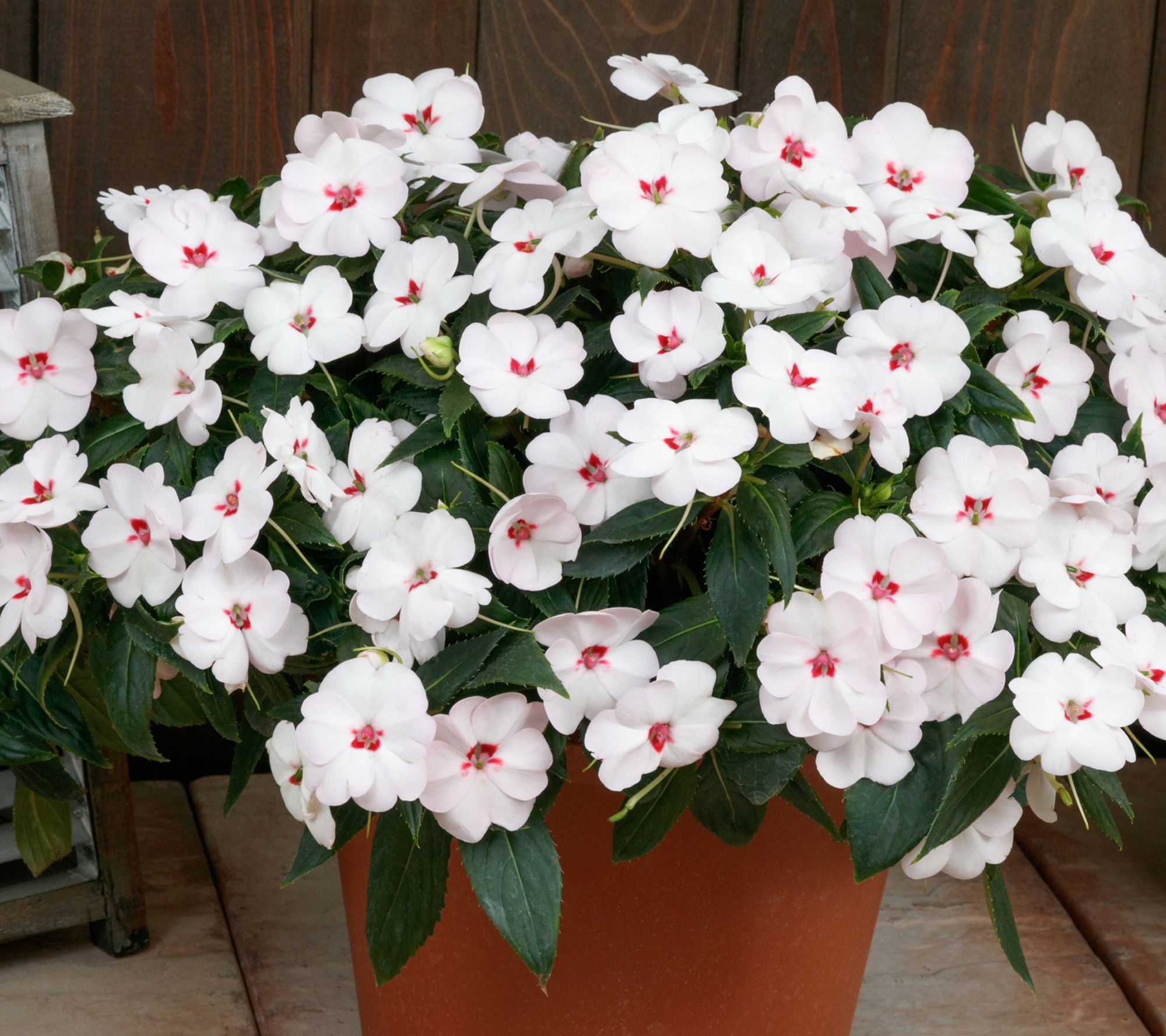 Cottage Farms 3pc Sweetheart White SunPatiens