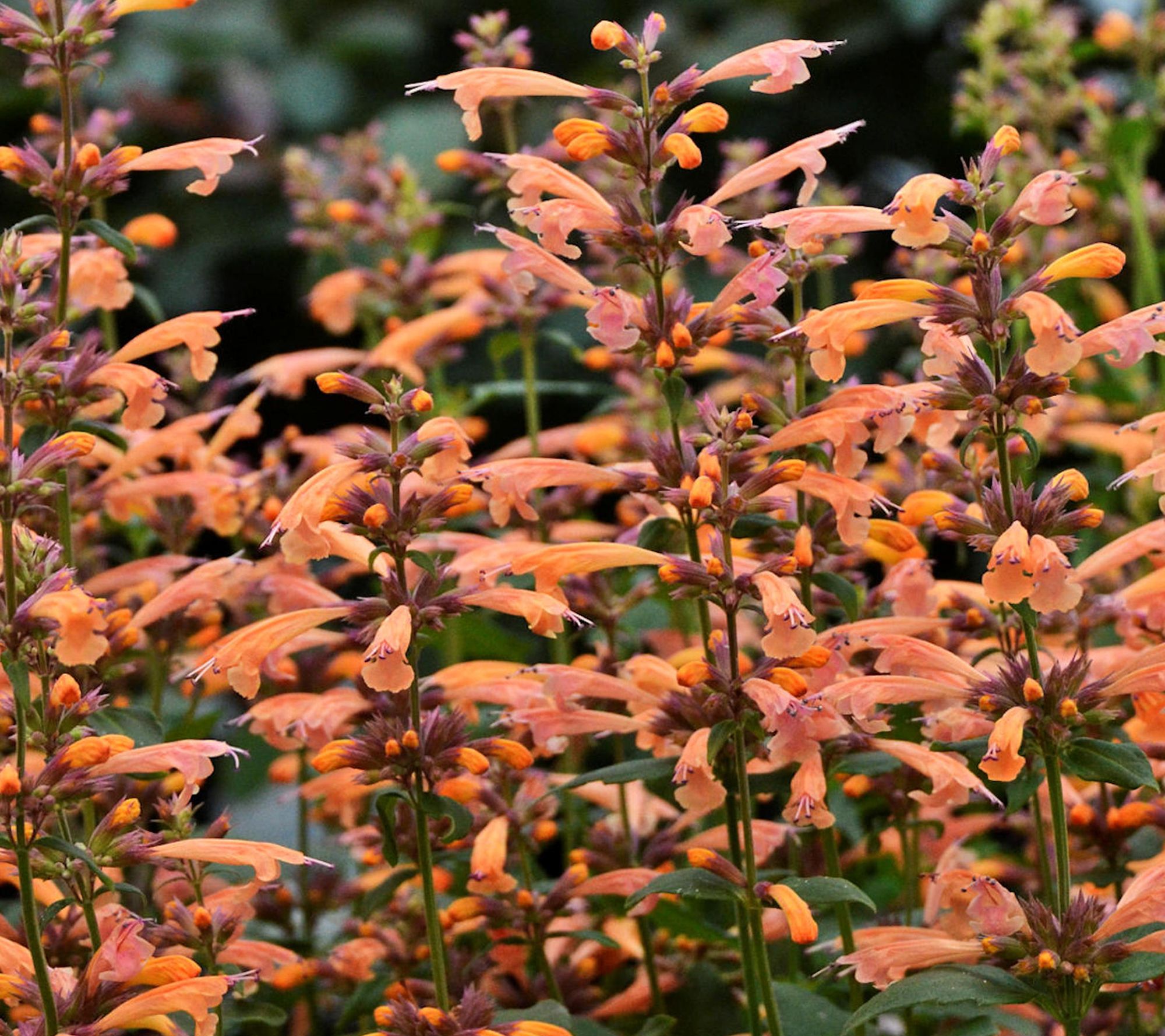 Cottage Farms 3pc Mango Tango Hummingbird Mint