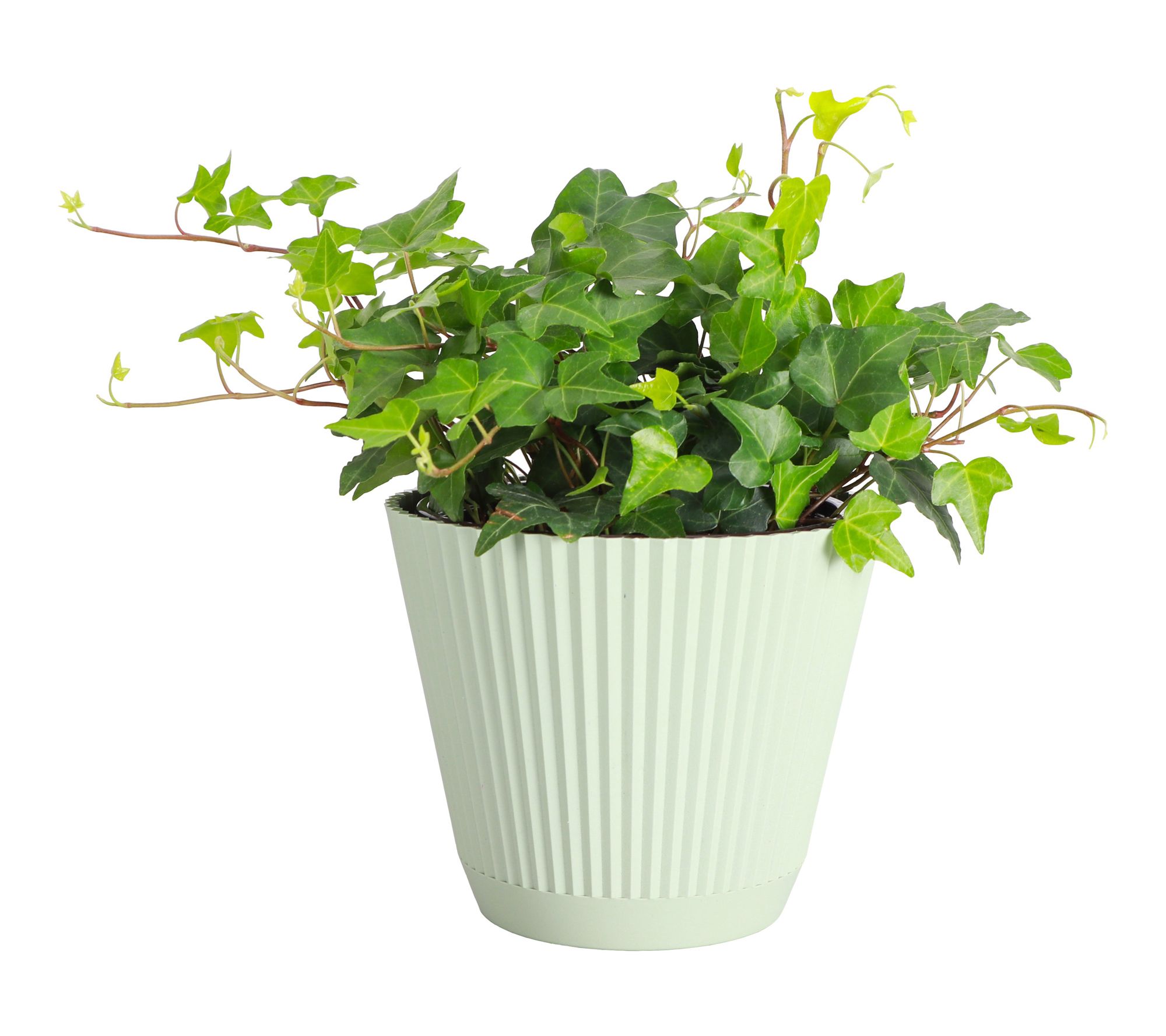 Thorsen's Greenhouse 6" Live Green Ivy Plant in Ruffle Pot