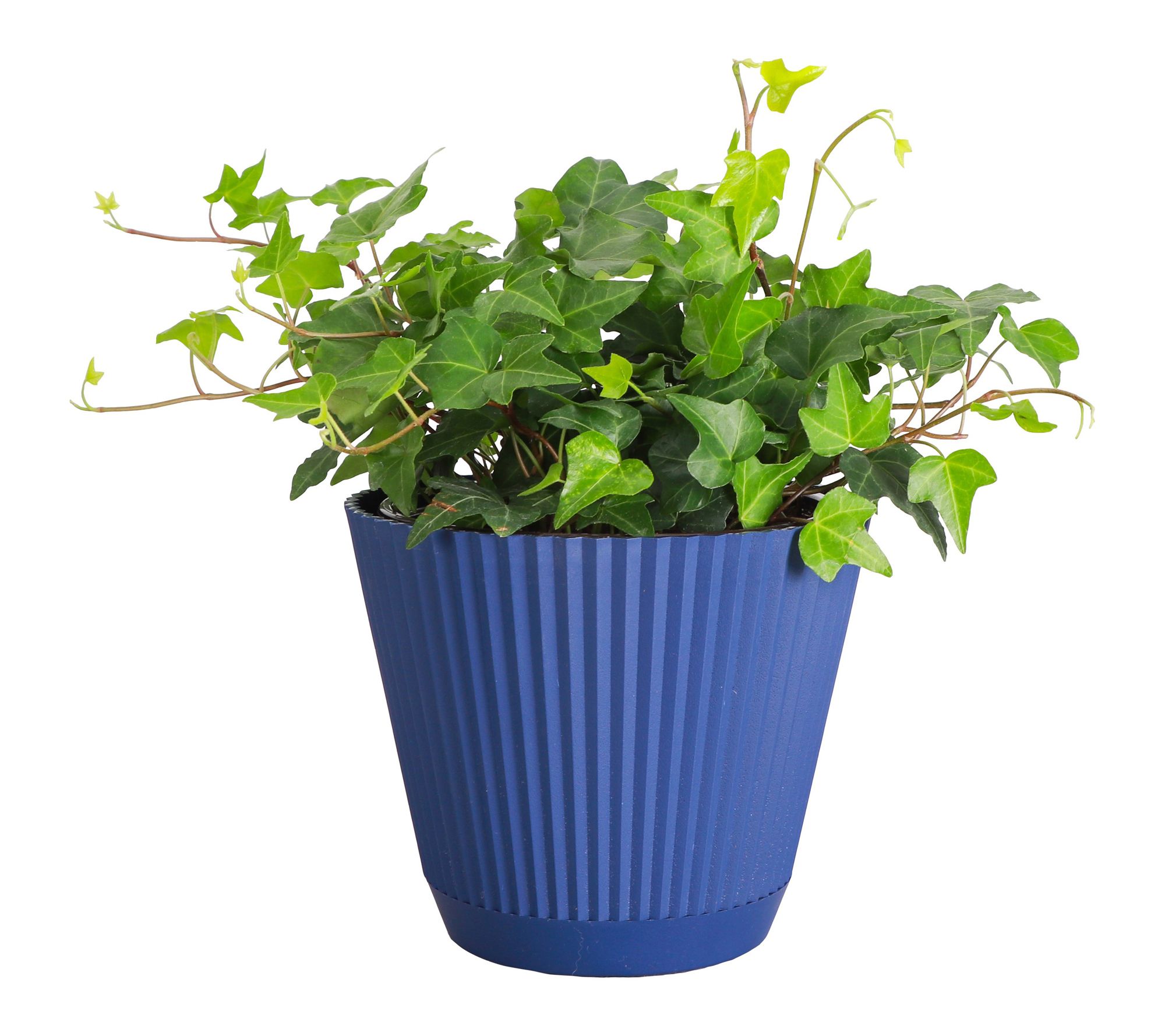 Thorsen's Greenhouse 6" Live Green Ivy Plant in Ruffle Pot