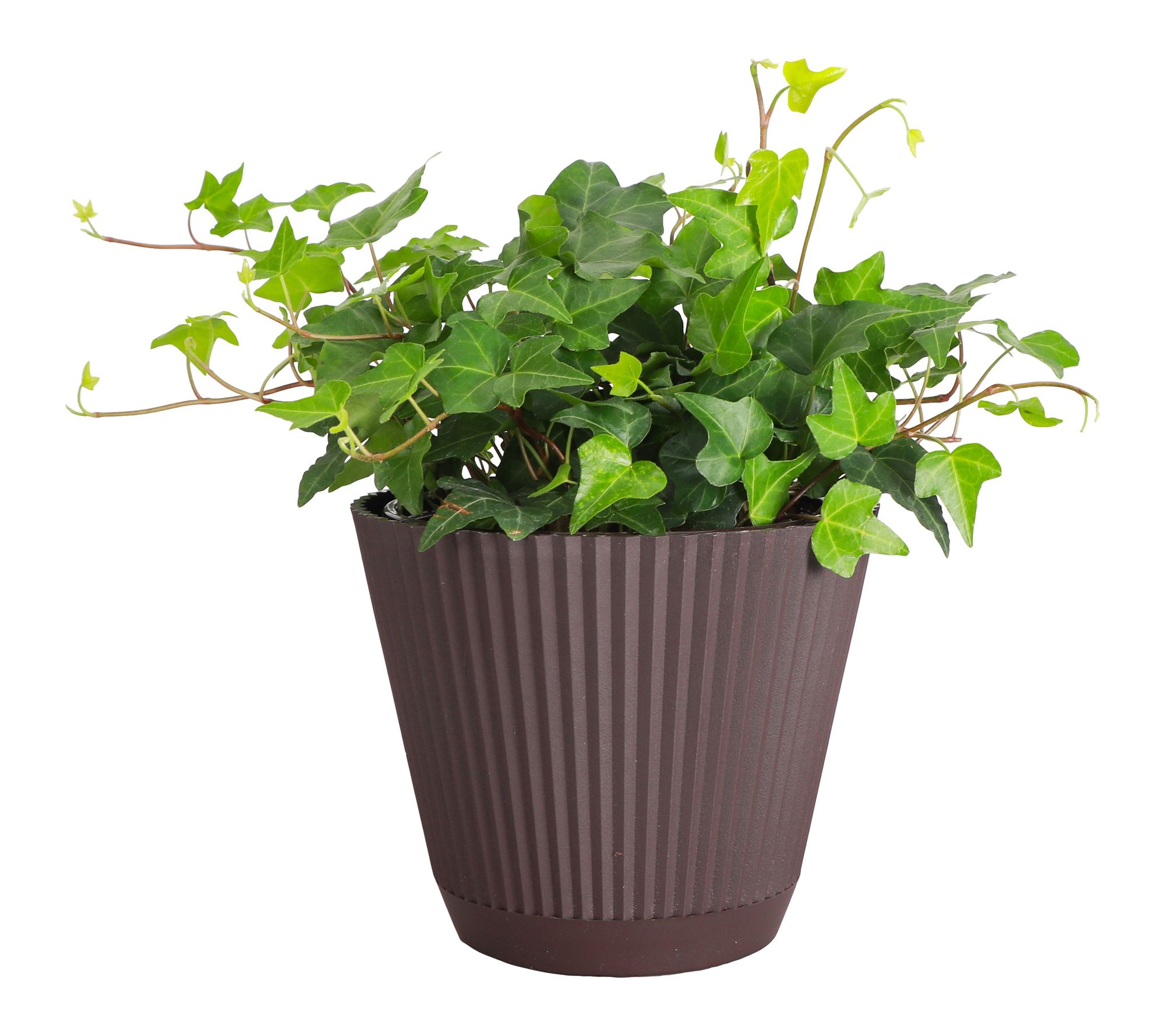 Thorsen's Greenhouse 6" Live Green Ivy Plant in Ruffle Pot