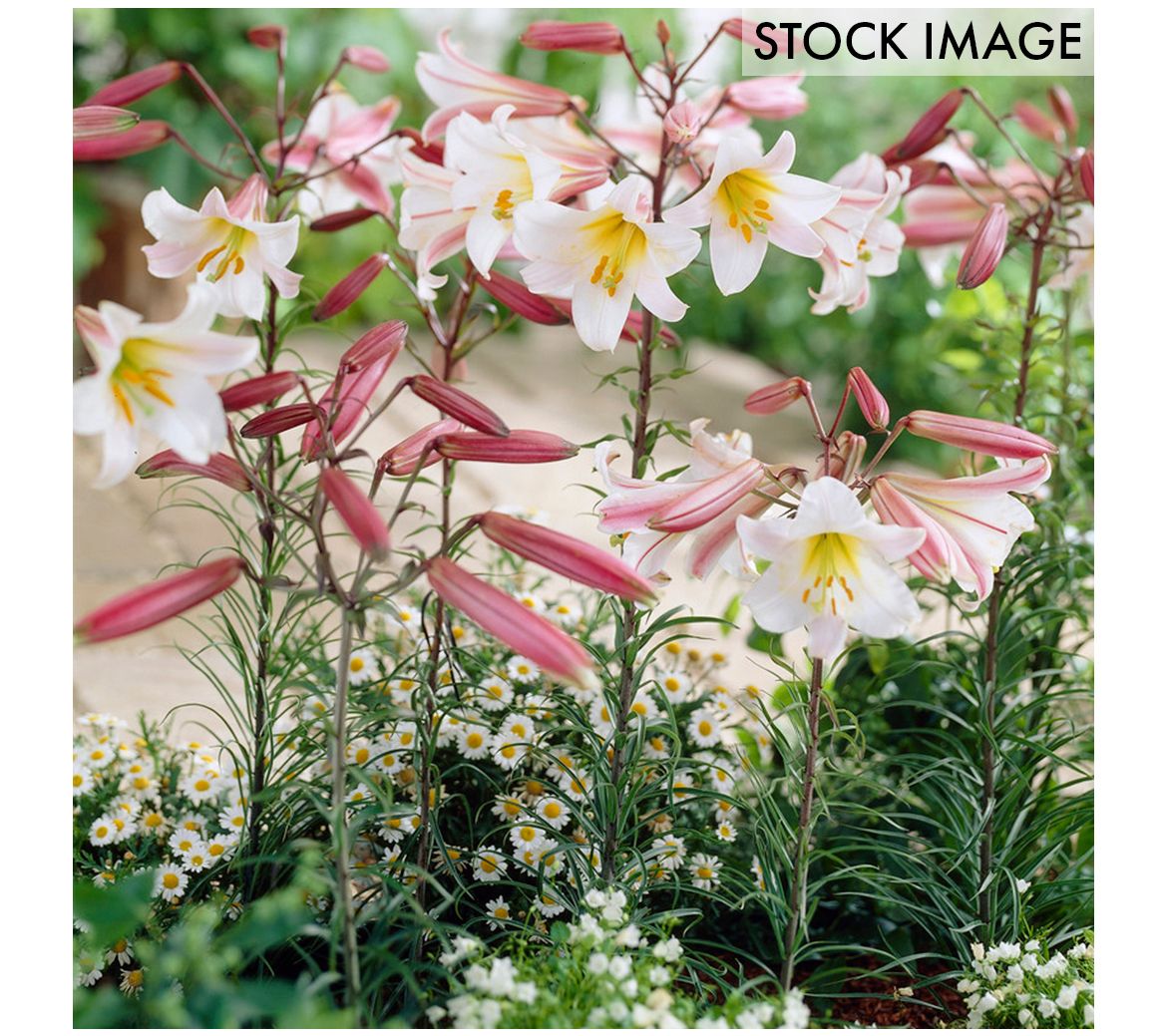Van Zyverden Lilies Regale Set of 5 Bulbs
