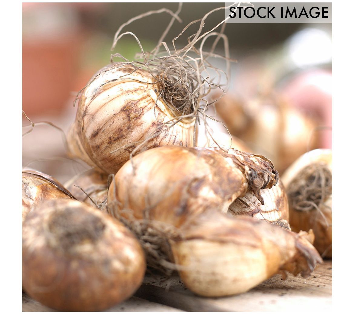 Van Zyverden Daffodils Kitchen Sink Mixture Set of 50 Bulbs