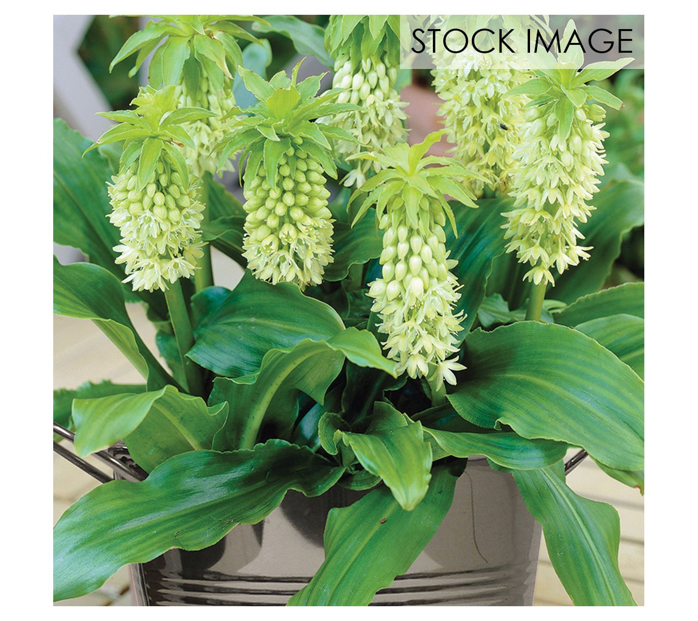 Van Zyverden Pineapple Lily Kit 1 Bulb