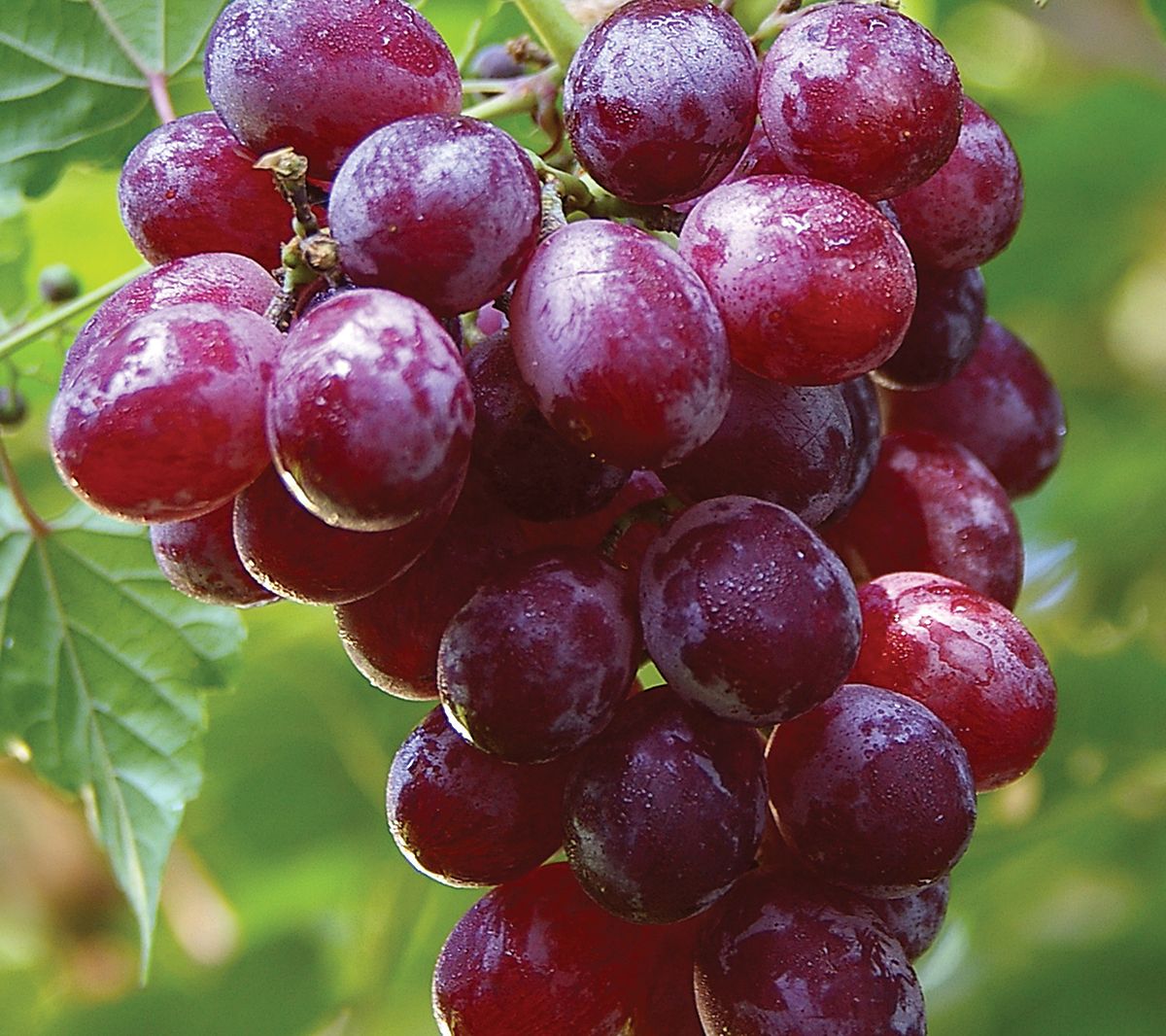 Van Zyverden Grapes Catawba, Set of 1 Plant