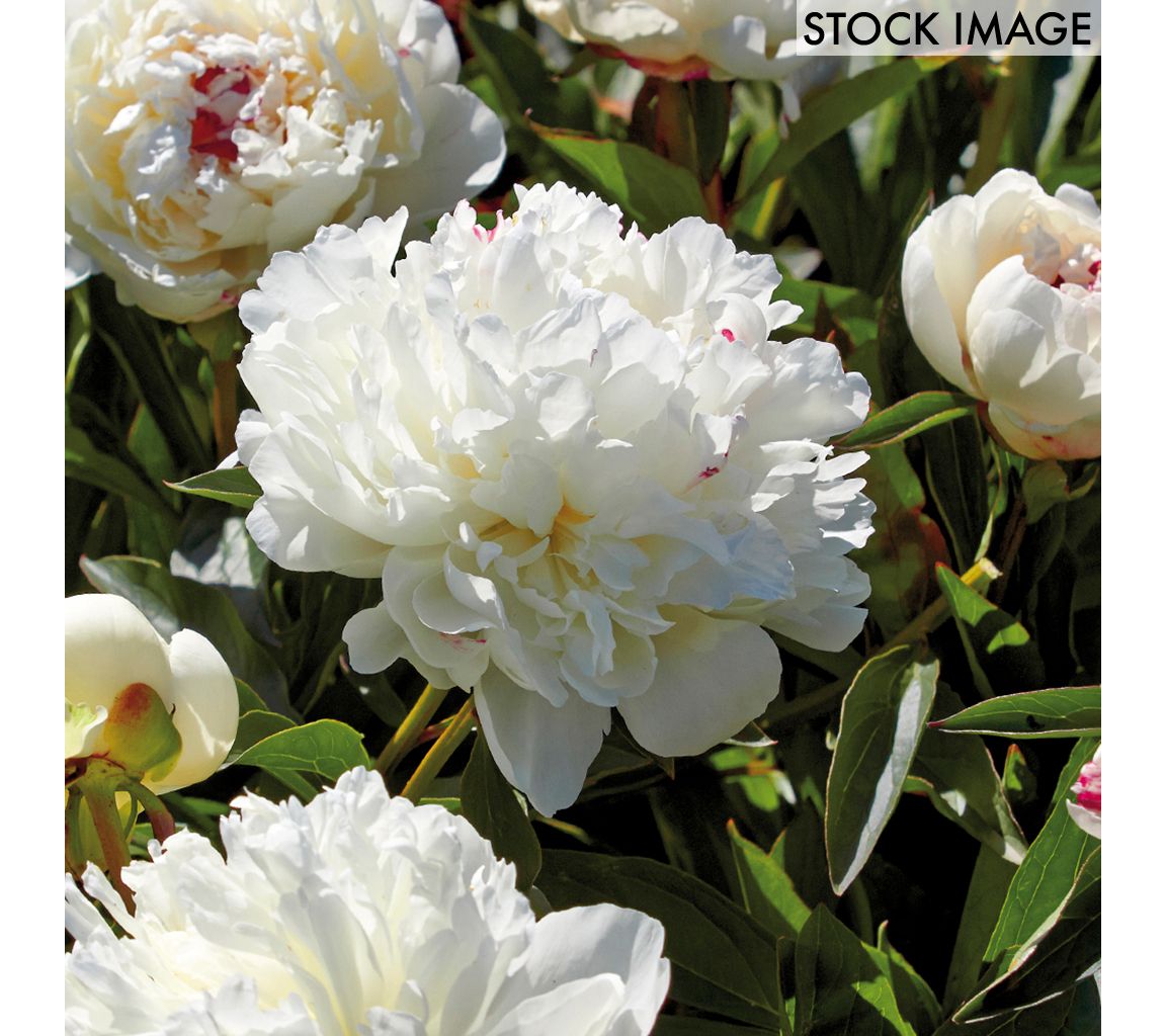 Van Zyverden Peonies Festiva Maxima Set of 6 Roots