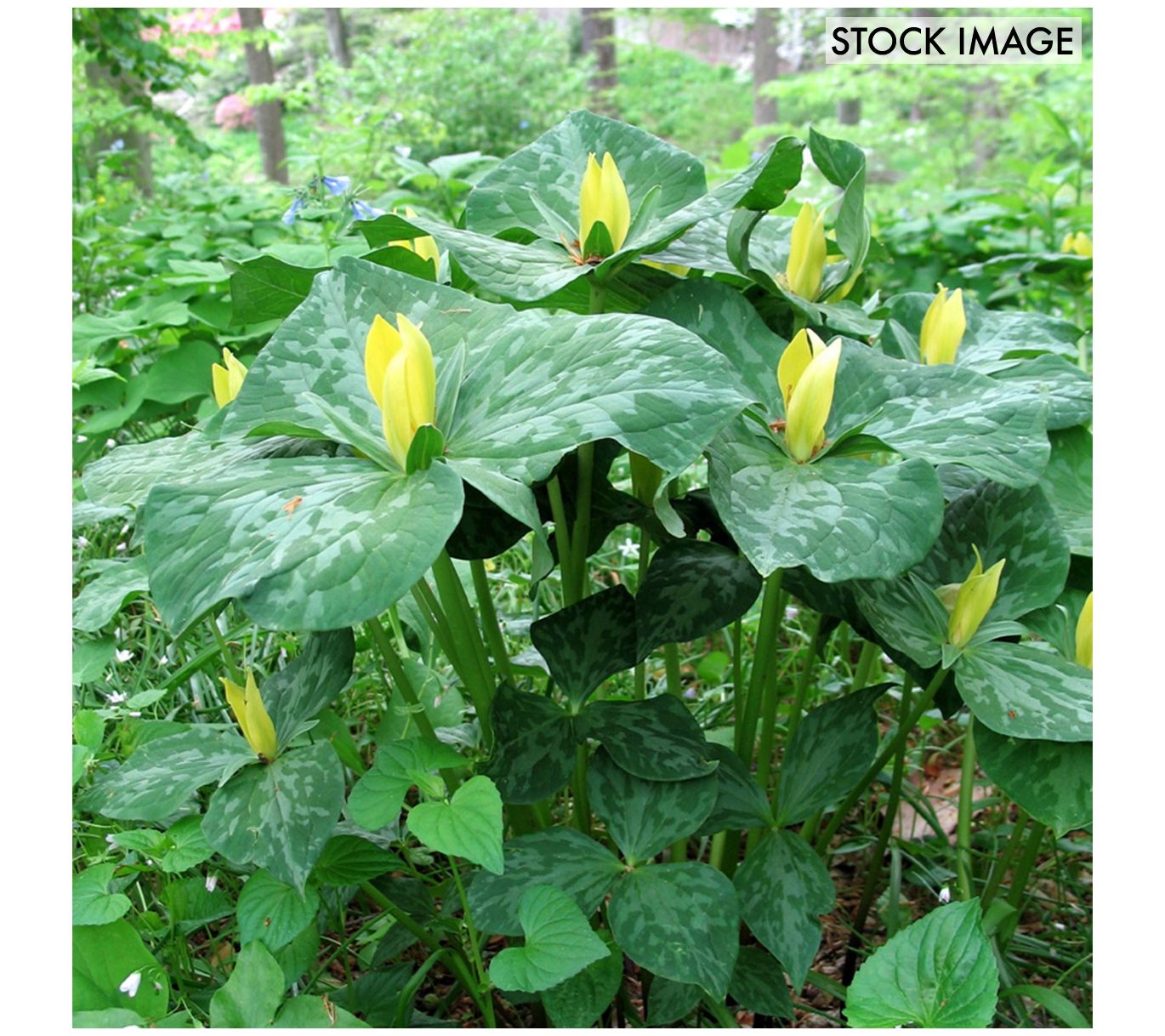 Van Zyverden Woodland Plant Trillium Yellow Setof 3 Roots