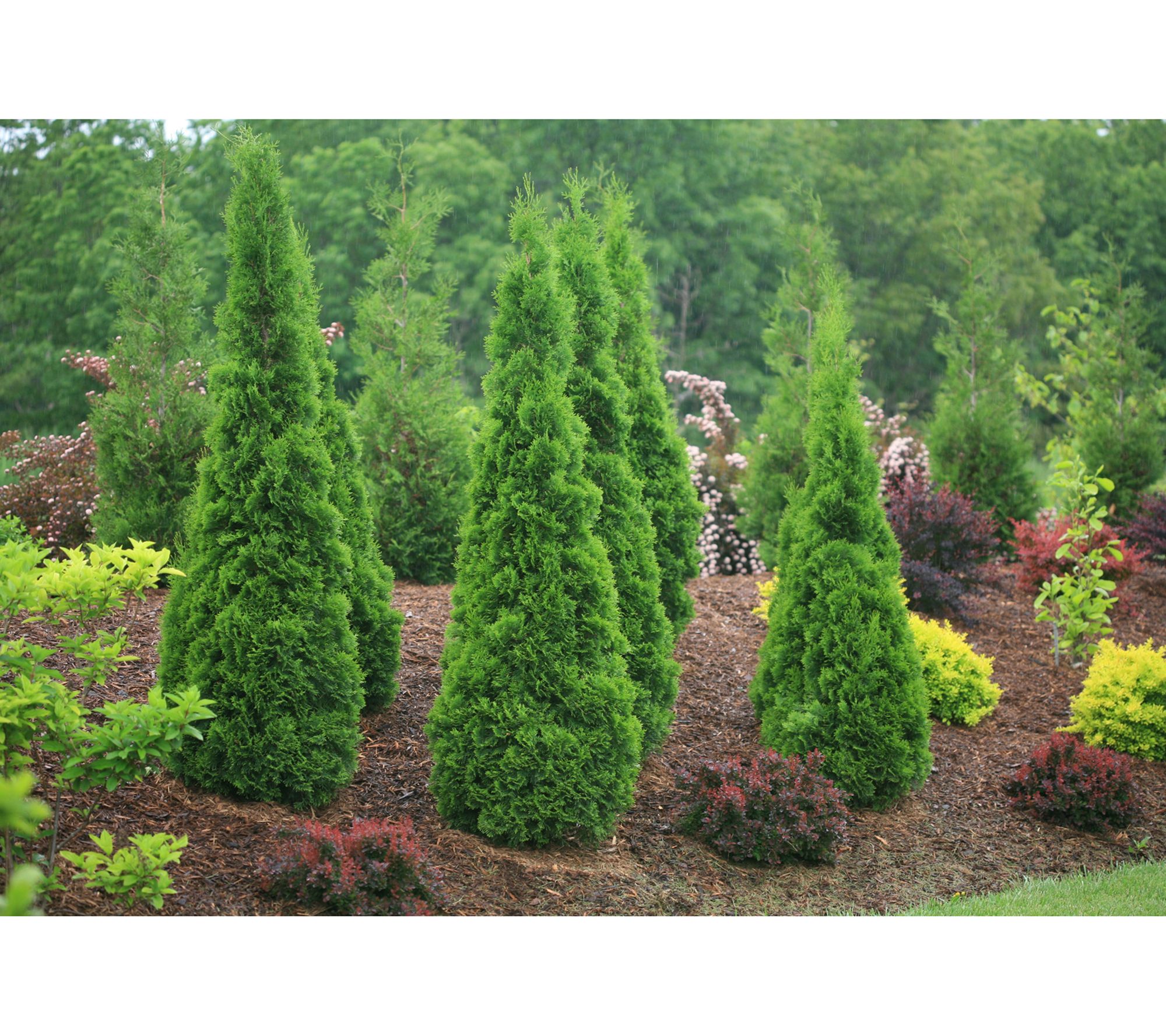 Roberta's Arborvitae Proven Winners North Pole