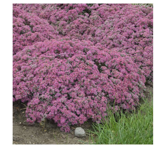 Roberta's Stonecrop Sedum Popstar 1pc