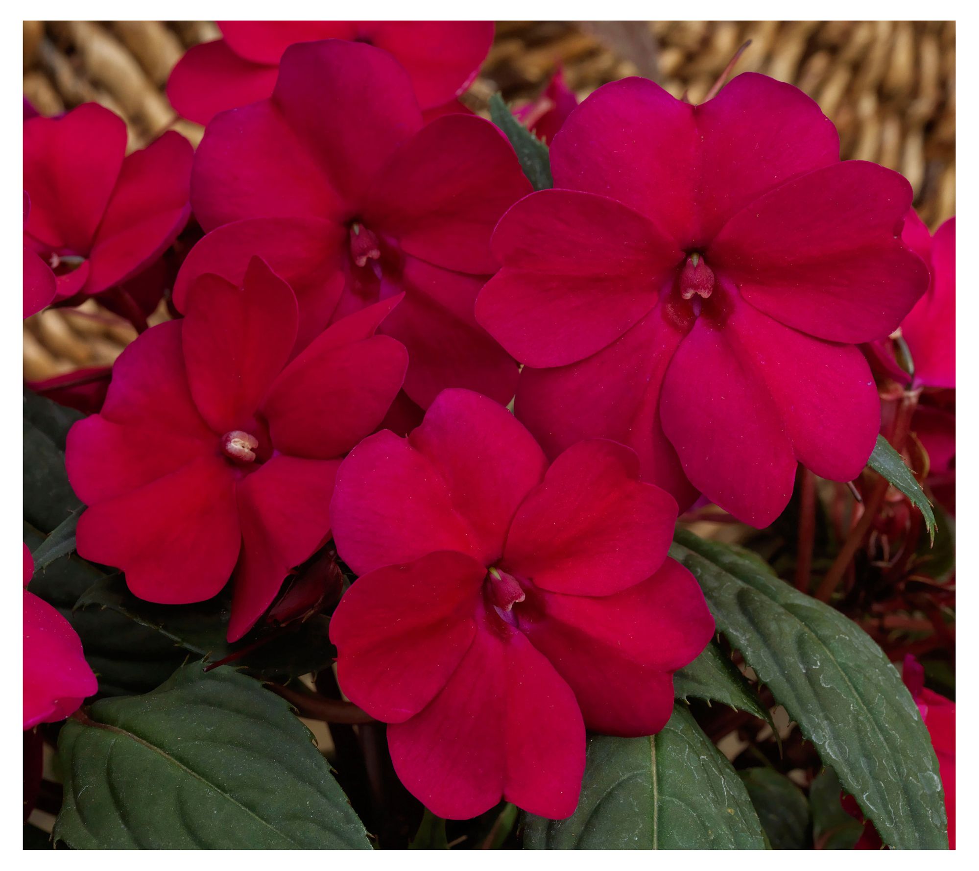 Cottage Farms 3-Piece Compact SunPatiens