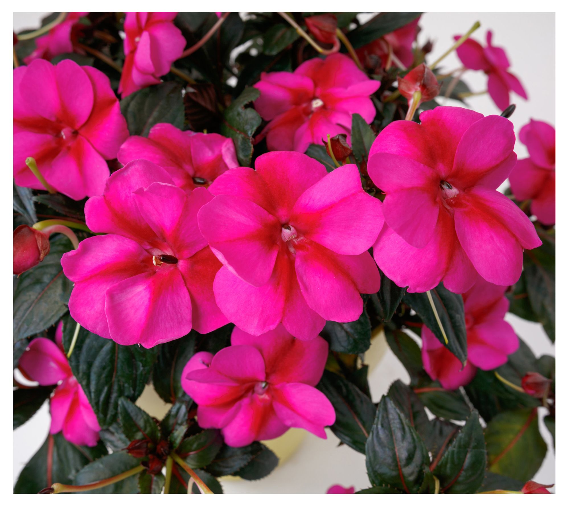 Cottage Farms 3-Piece Compact SunPatiens