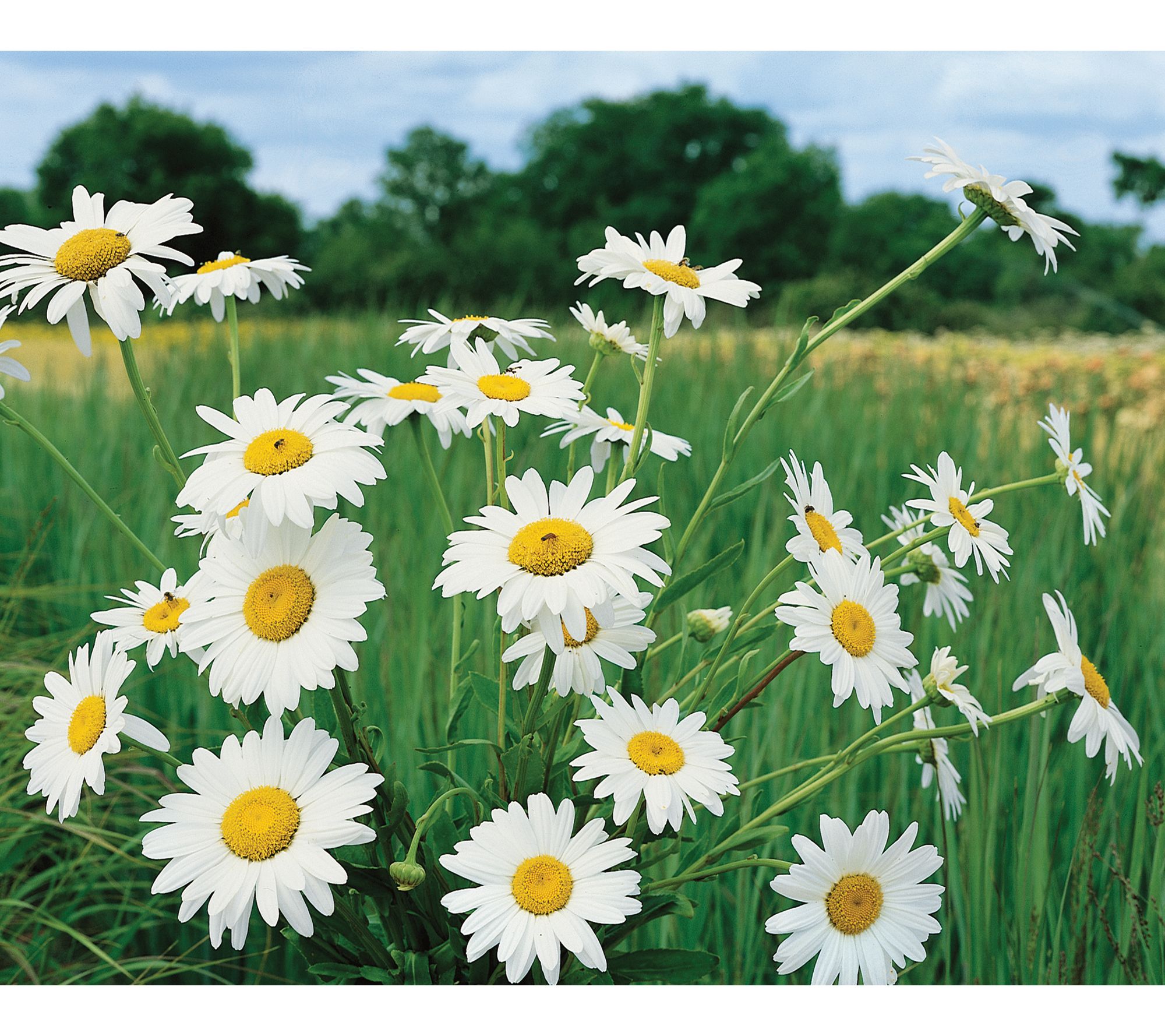 Roberta's 4 pc. Shasta Daisies 'Becky'