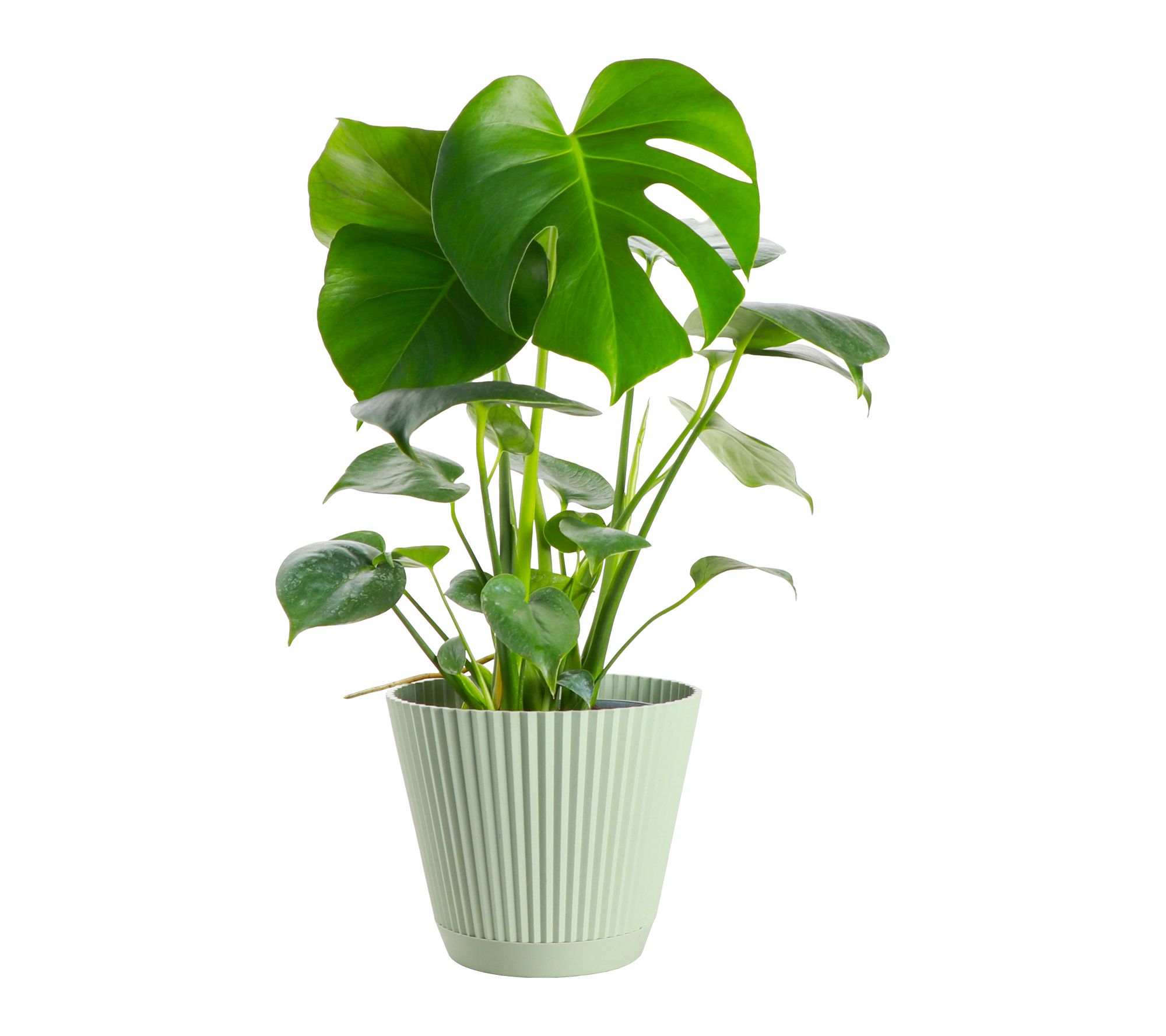 Thorsen's Greenhouse Live 6" Monstera Plant in Ruffle Pot