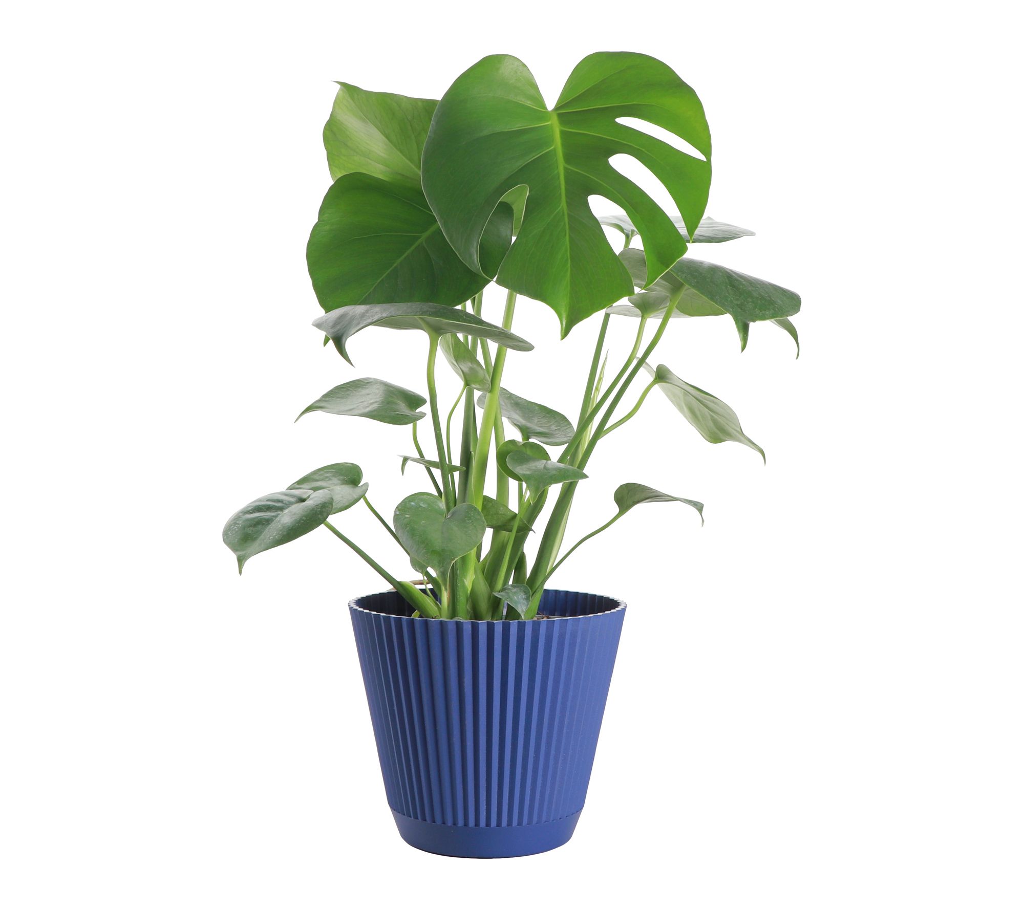 Thorsen's Greenhouse Live 6" Monstera Plant in Ruffle Pot