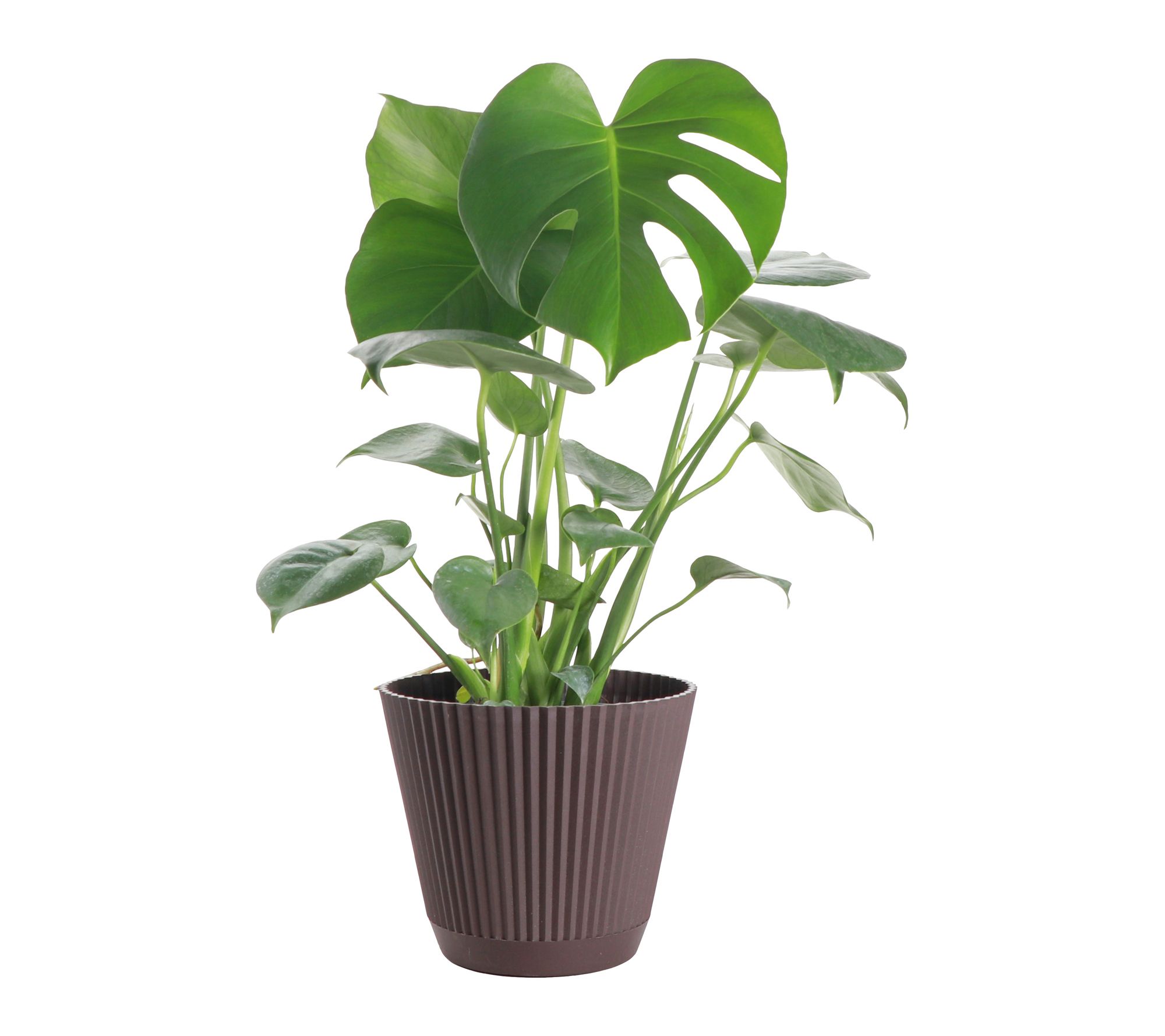 Thorsen's Greenhouse Live 6" Monstera Plant in Ruffle Pot