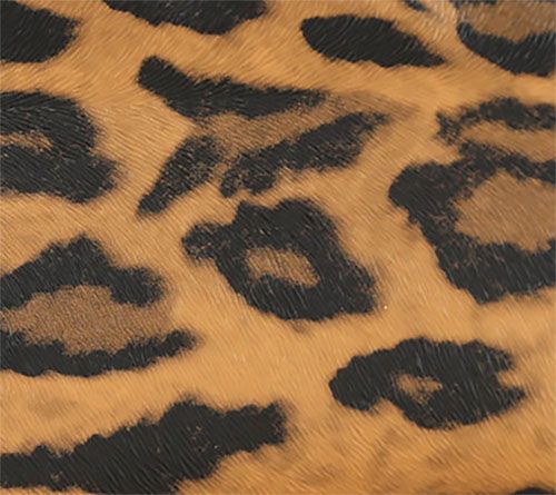 Brown Leopard
