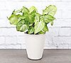 Thorsen's Greenhouse Live 4" White Butterfly inFarmhouse Pot, 1 of 3