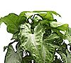 Thorsen's Greenhouse Live 4" White Butterfly inFarmhouse Pot, 2 of 3