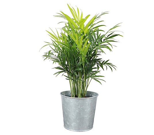 Thorsen's Greenhouse Live 4" Parlor Palm in Metal Pot