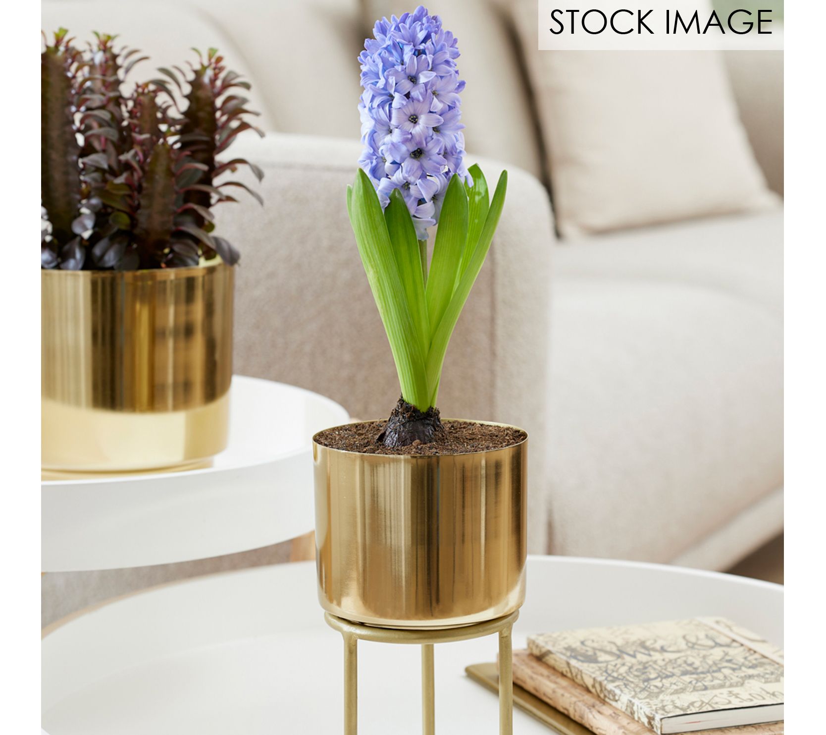 Van Zyverden Pre-Chilled Planted Hyacinth Delft Blue & Planter