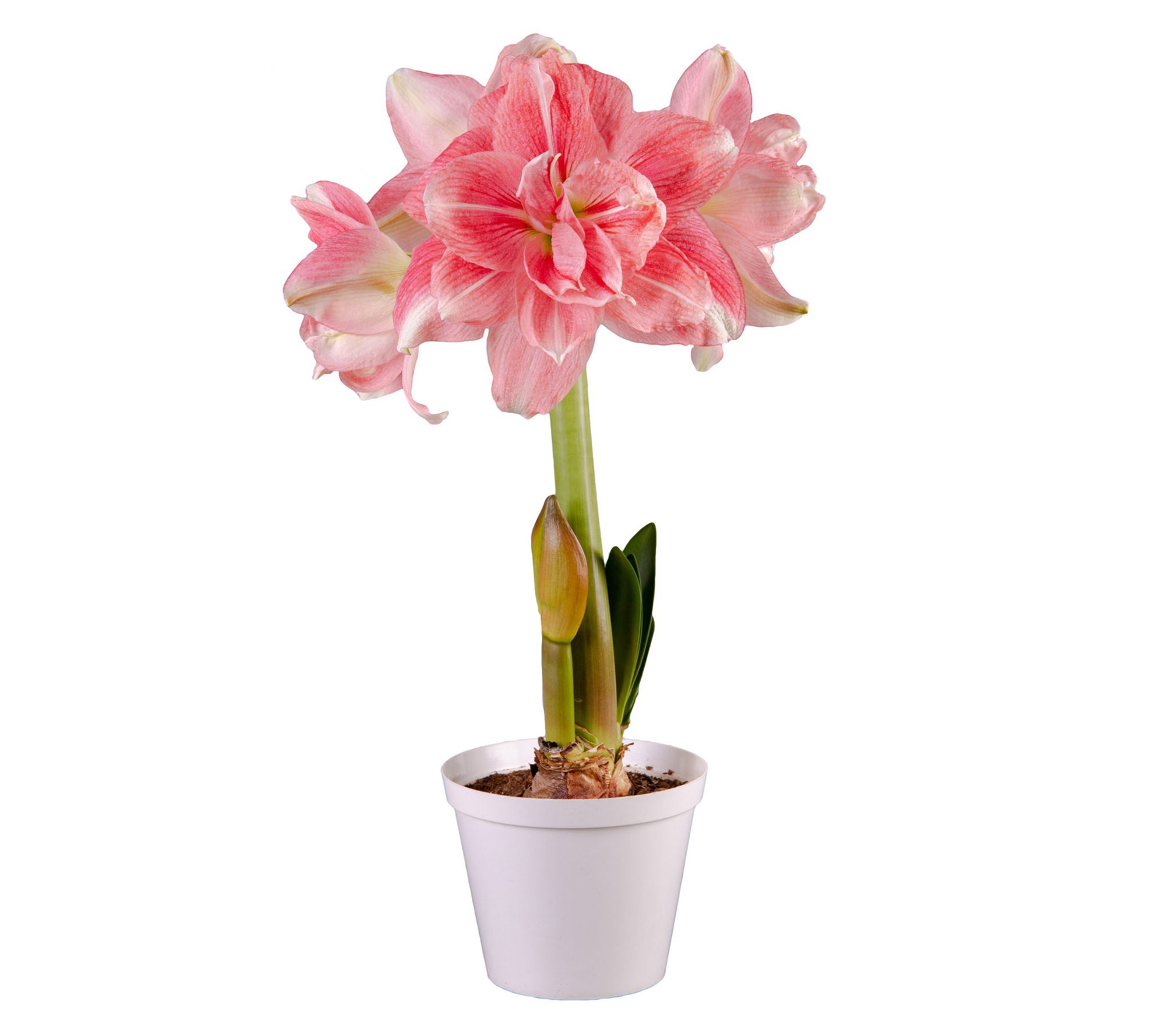 Van Zyverden Premium Fast Track Amaryllis Doubl e Time 1 Bulb