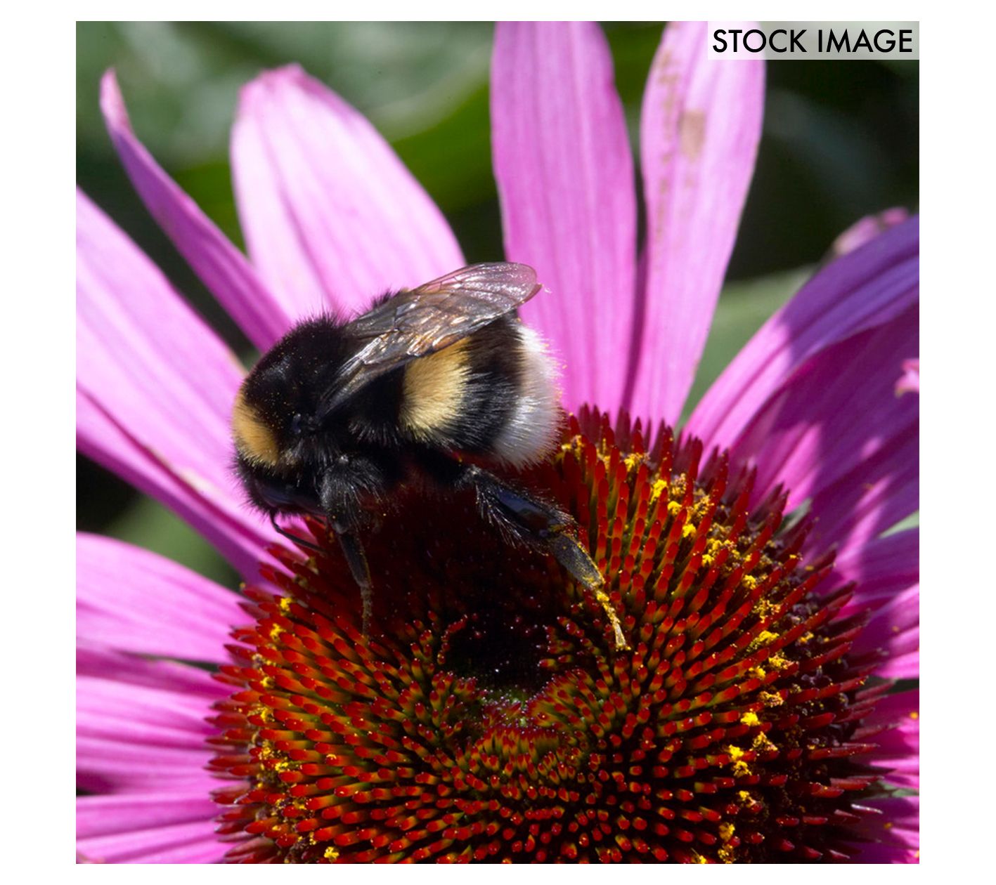 Bee Themed Thank You - Crafty-rootes