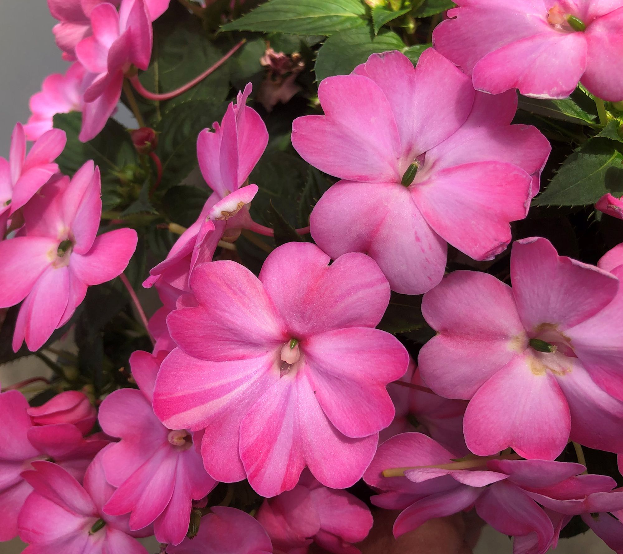 Cottage Farms 3pc Pink Flash SunPatiens