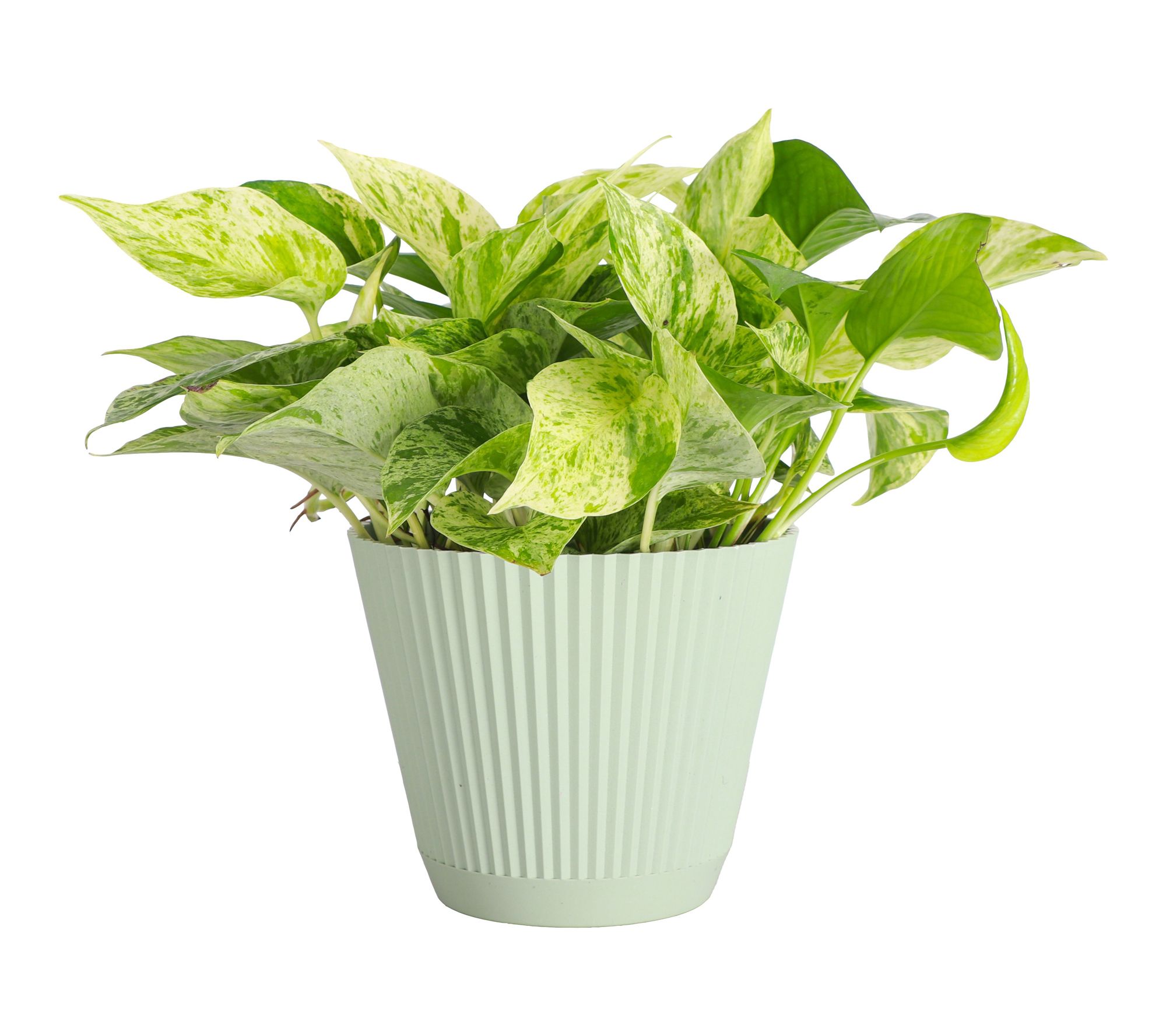 Thorsen's Greenhouse Live 6" Marble Queen Pothos in Ruffle Pot