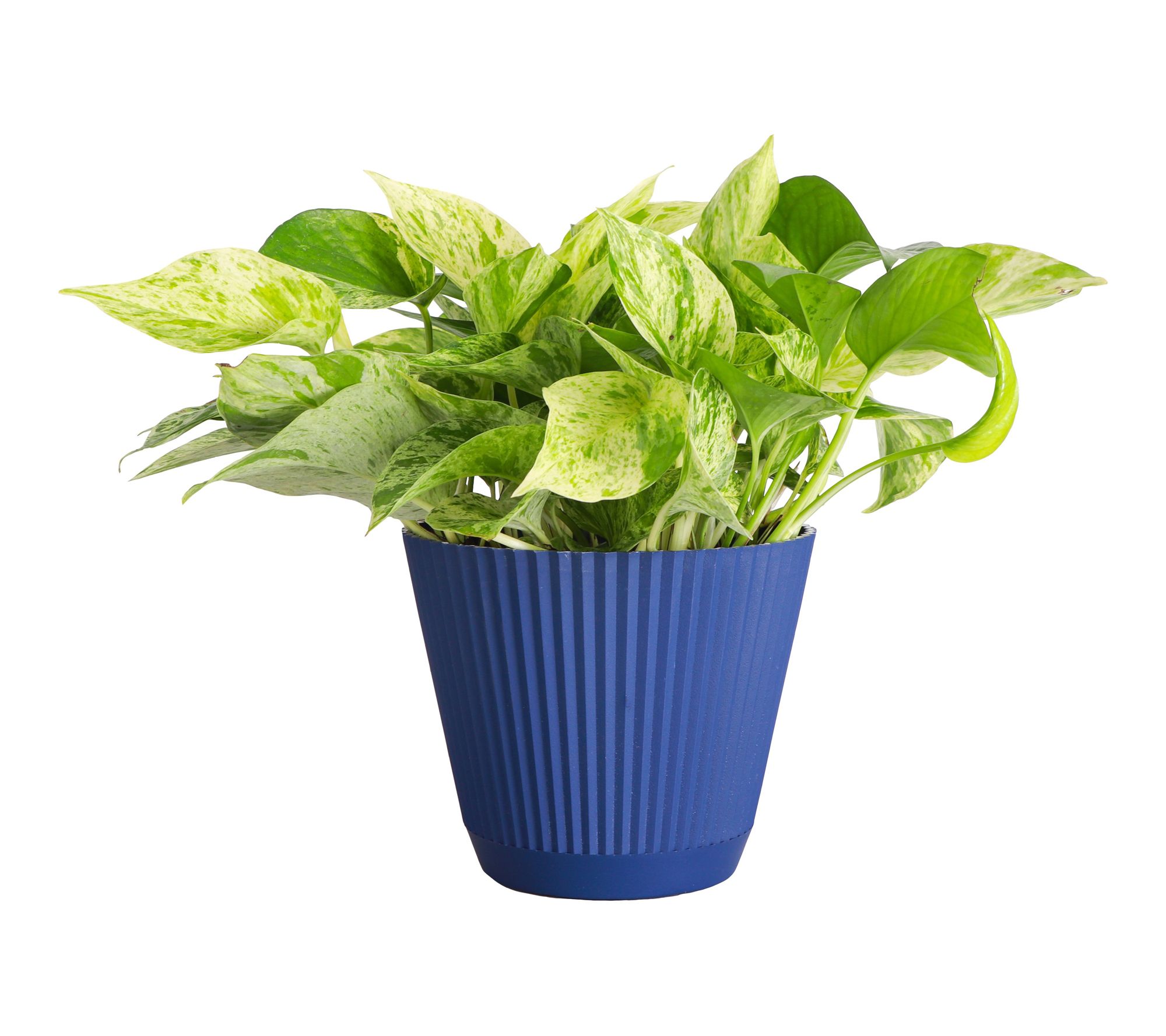 Thorsen's Greenhouse Live 6" Marble Queen Pothos in Ruffle Pot