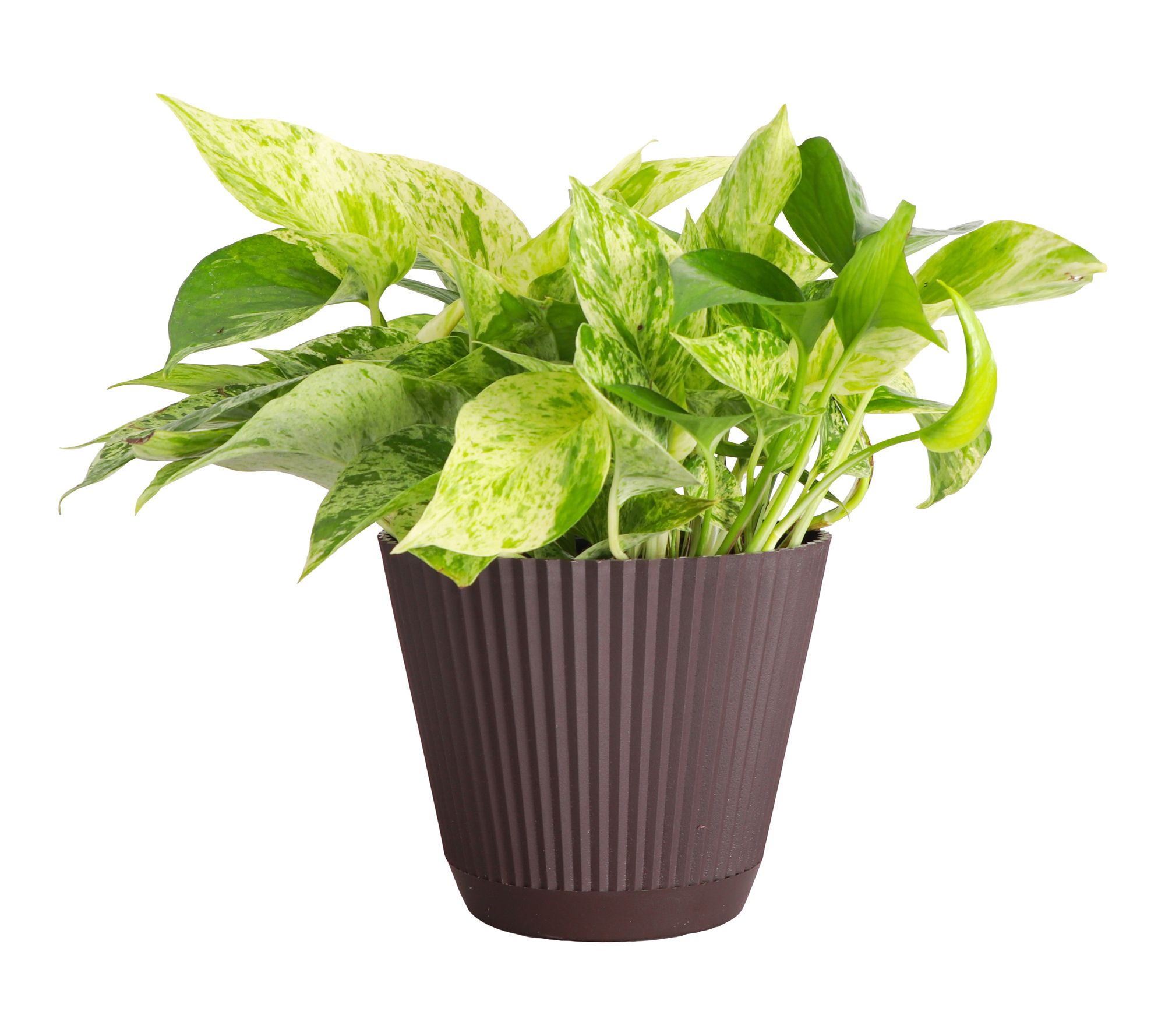 Thorsen's Greenhouse Live 6" Marble Queen Pothos in Ruffle Pot
