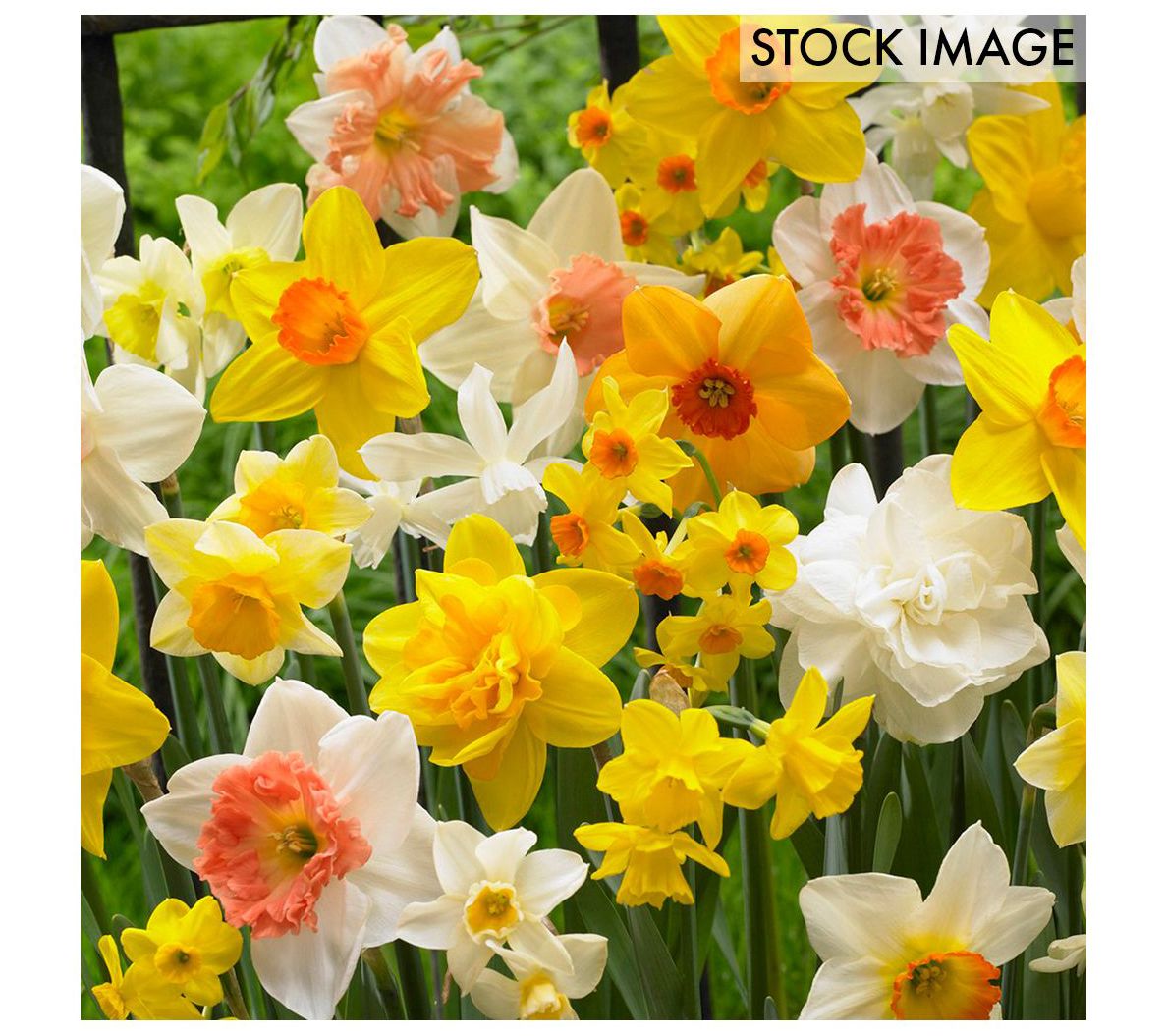 Van Zyverden Daffodils Kitchen Sink Mixture Setof 15 Bulbs