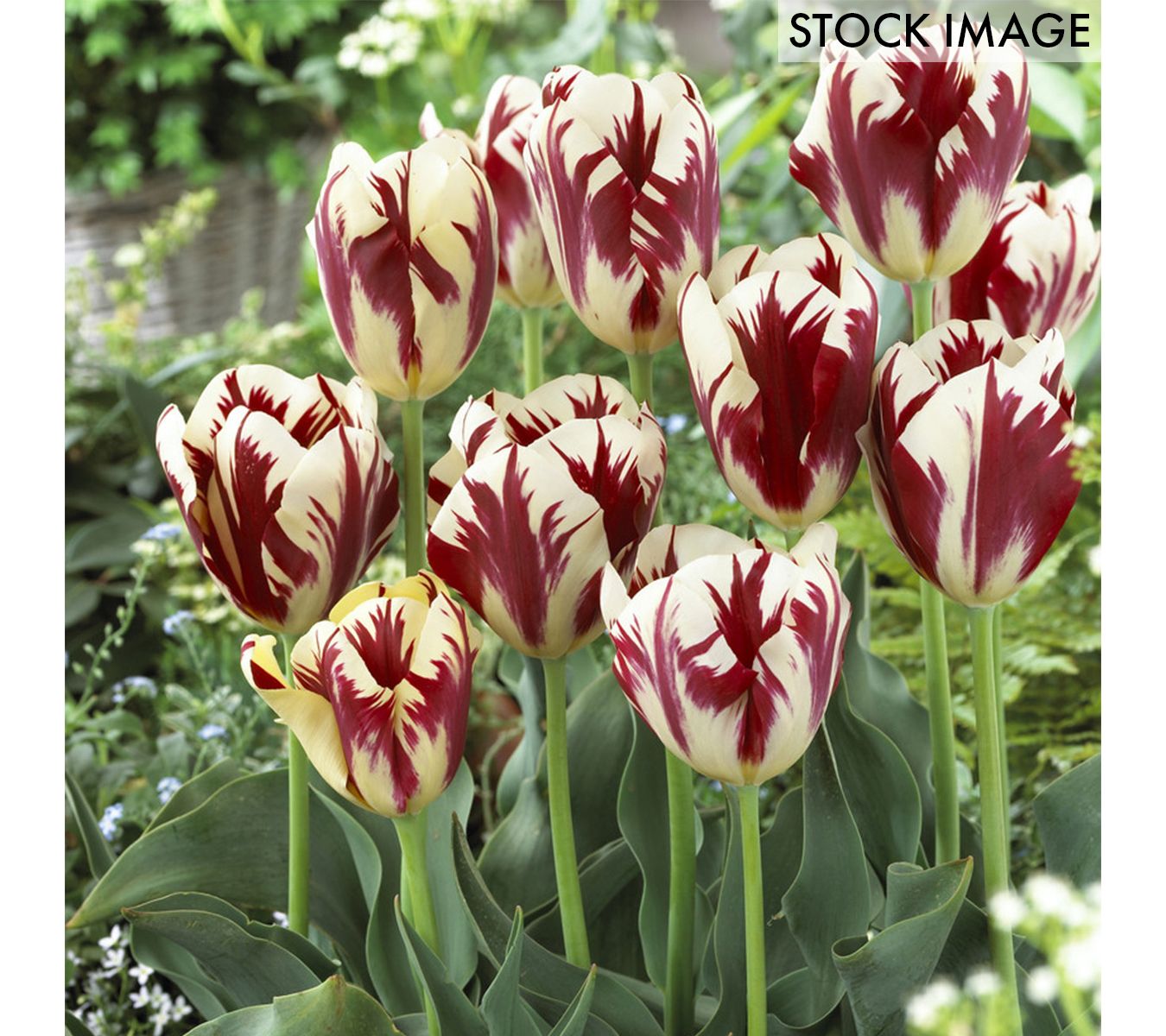 Van Zyverden Tulips Grand Perfection Set of 12Bulbs