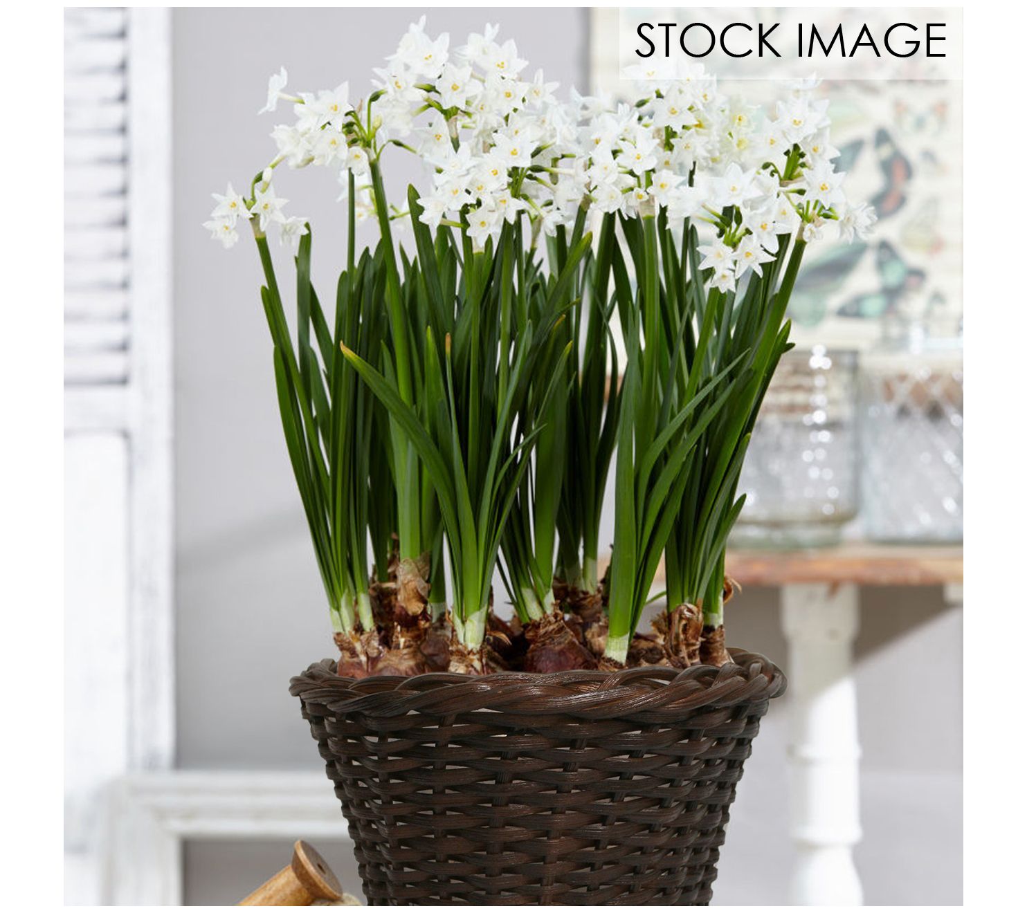 Van Zyverden Paperwhite Kit Ziva With 6.5" Roun d Rattan Baske