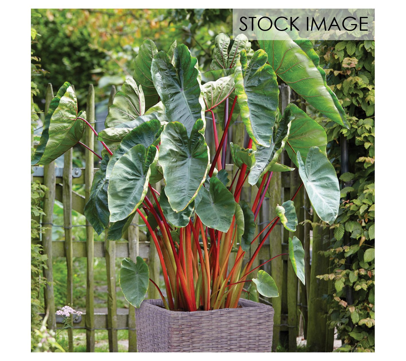 Van Zyverden Elephant Ear Hawaiian Punch PatioKit 1 Root