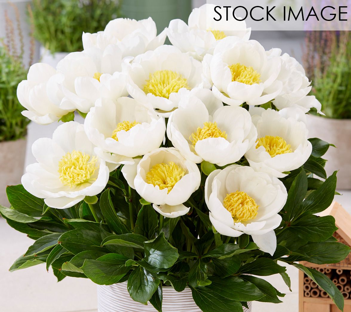 Van Zyverden Patio Peonies Dublin For Containers Set of 1 Root