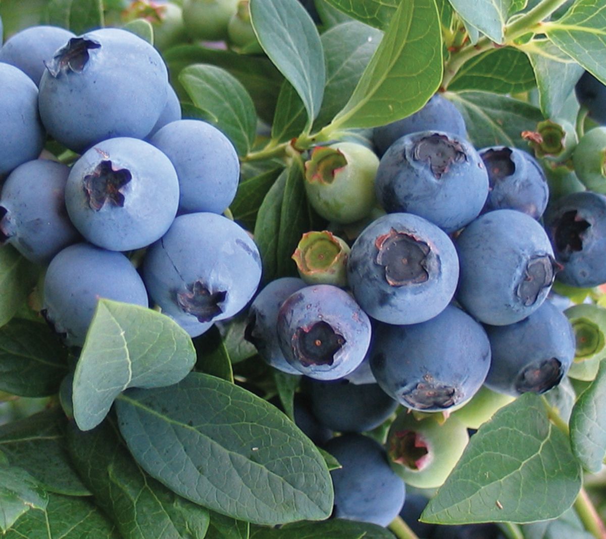 Van Zyverden Blueberry Bluecrop, Set of 1 Plant
