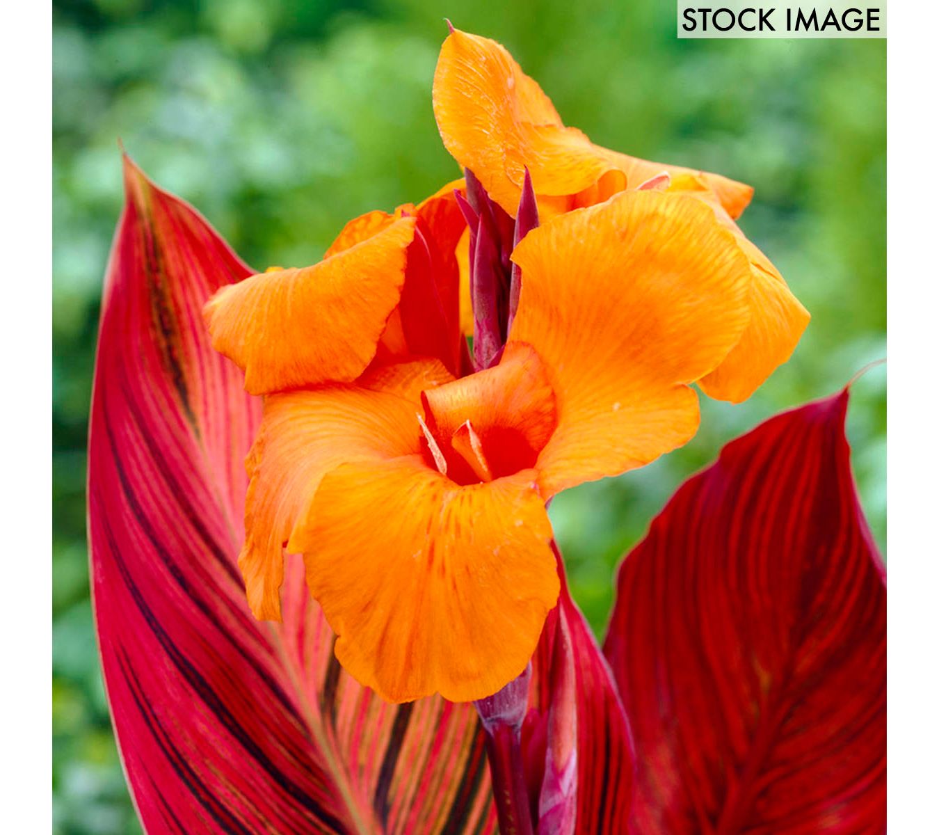 Van Zyverden Cannas Phaison Set of 6 Bulbs