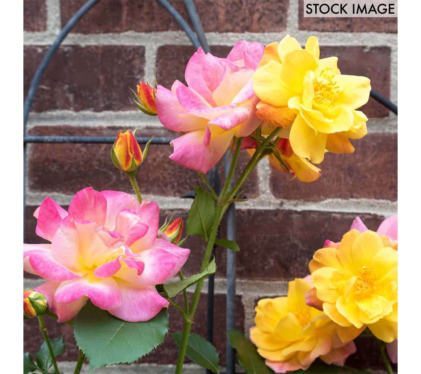 Van Zyverden Climbing Rose CI Joseph's Coat 1 Root Stock