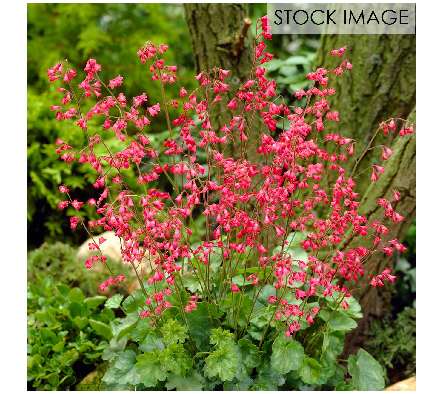 Van Zyverden Heuchera Firefly Set of 5 Roots