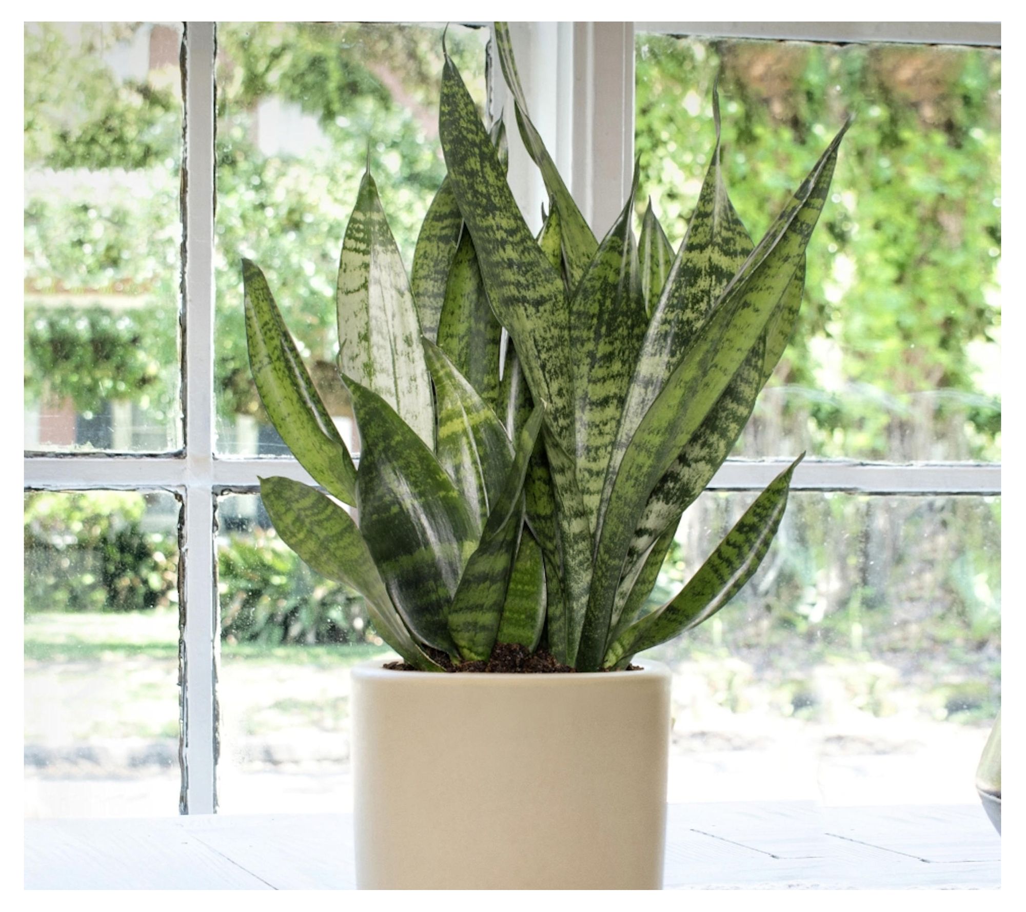 Cottage Farms Black Coral Snake Plant