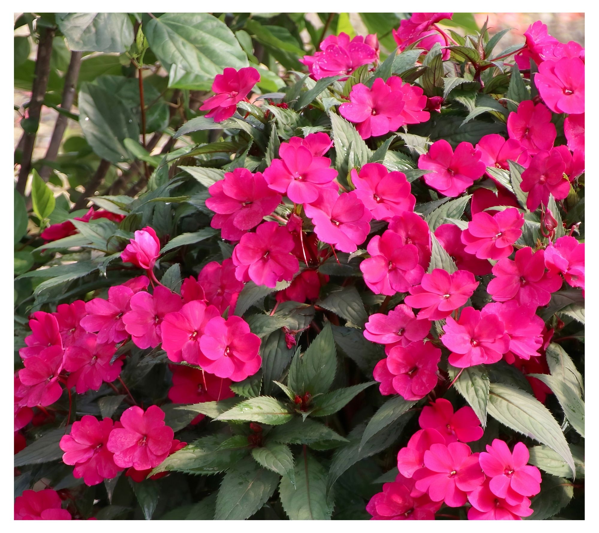 Cottage Farms 3-Piece Vigorous SunPatiens
