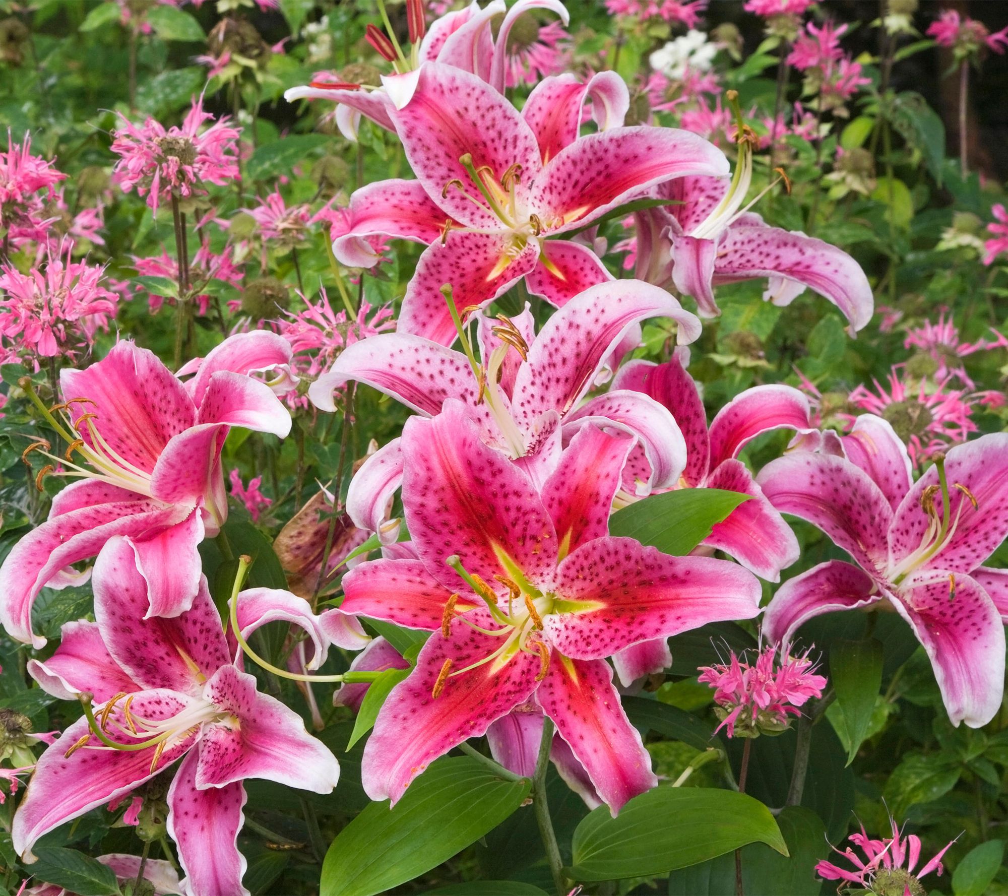 Roberta's 6 pc. Oriental Wedding Lilies Collection