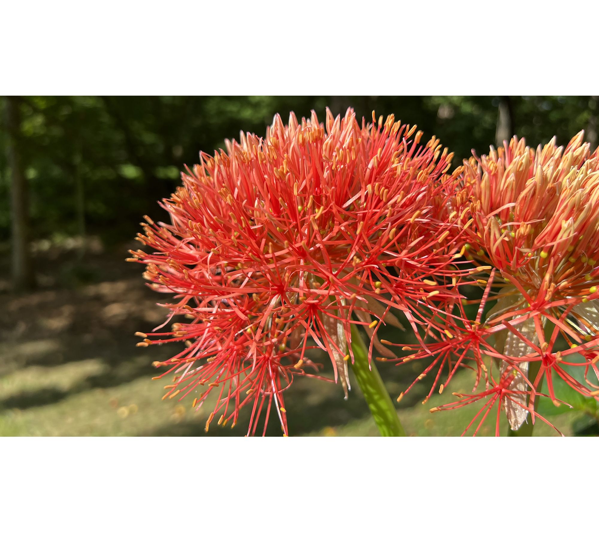 Roberta's 3 pc. African Fireworks Starfire Lilies