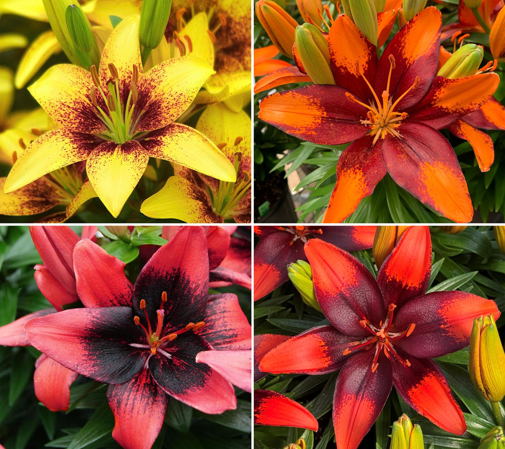 Cottage Farms 8 -Piece Bicolor Asiatic Lilies
