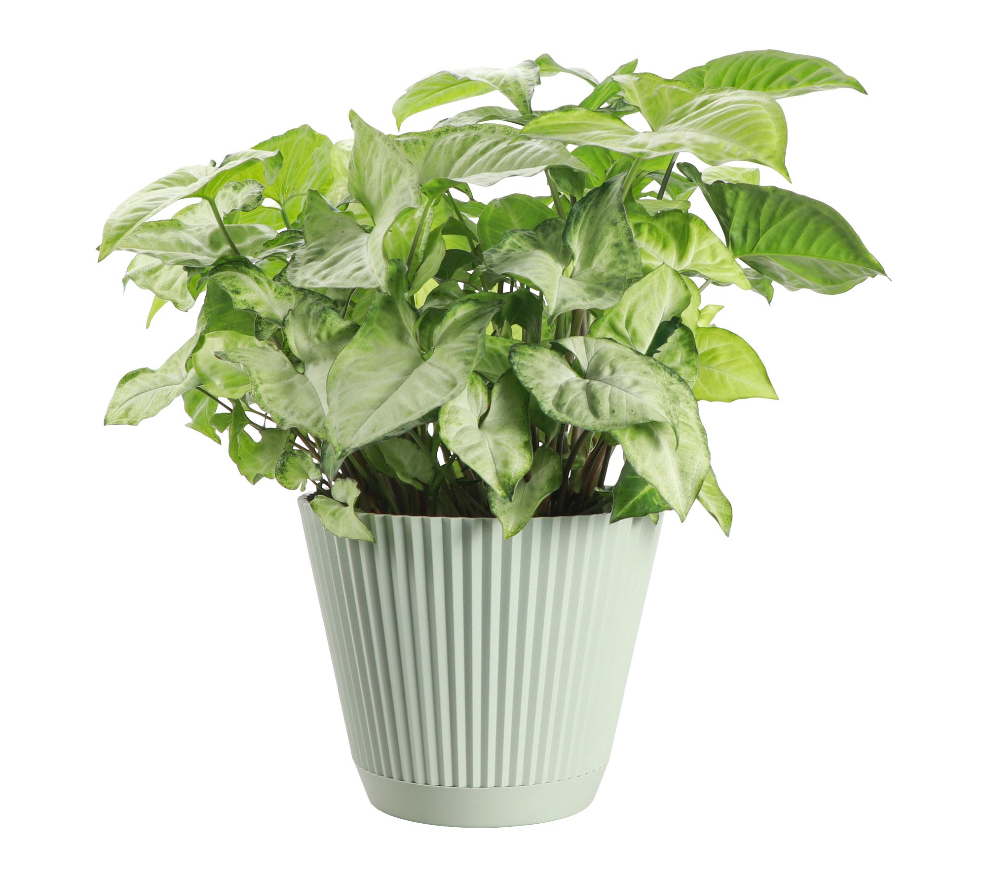 Thorsen's Greenhouse Live White Butterfly Plant in Ruffle Pot