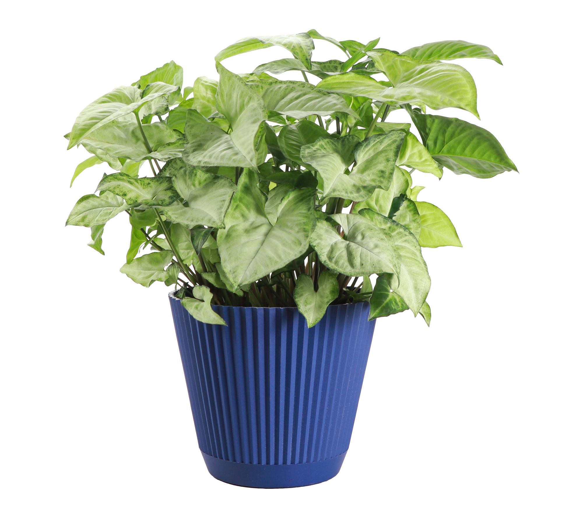 Thorsen's Greenhouse Live White Butterfly Plant in Ruffle Pot